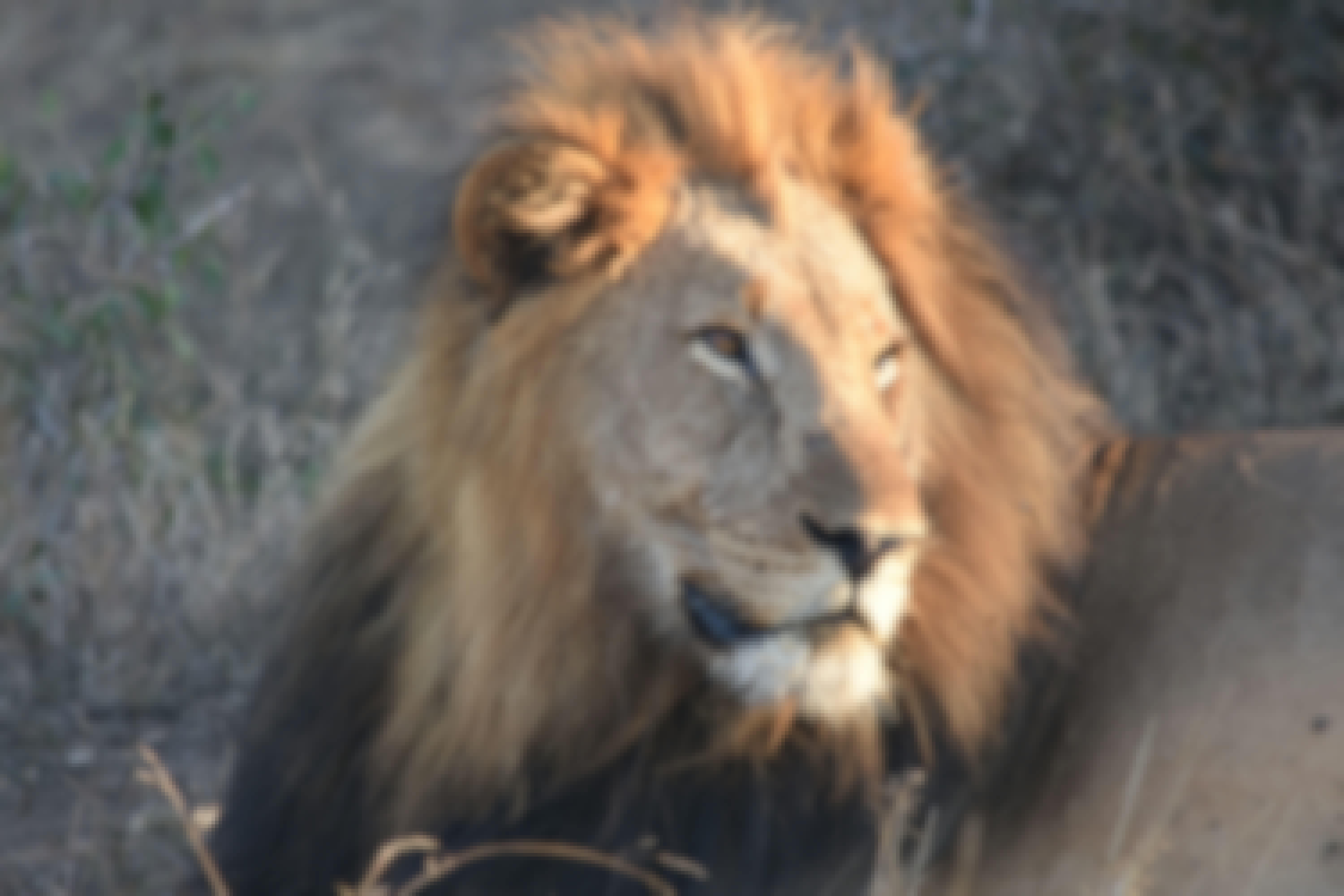 Barbara Merolli: close-up of a lion