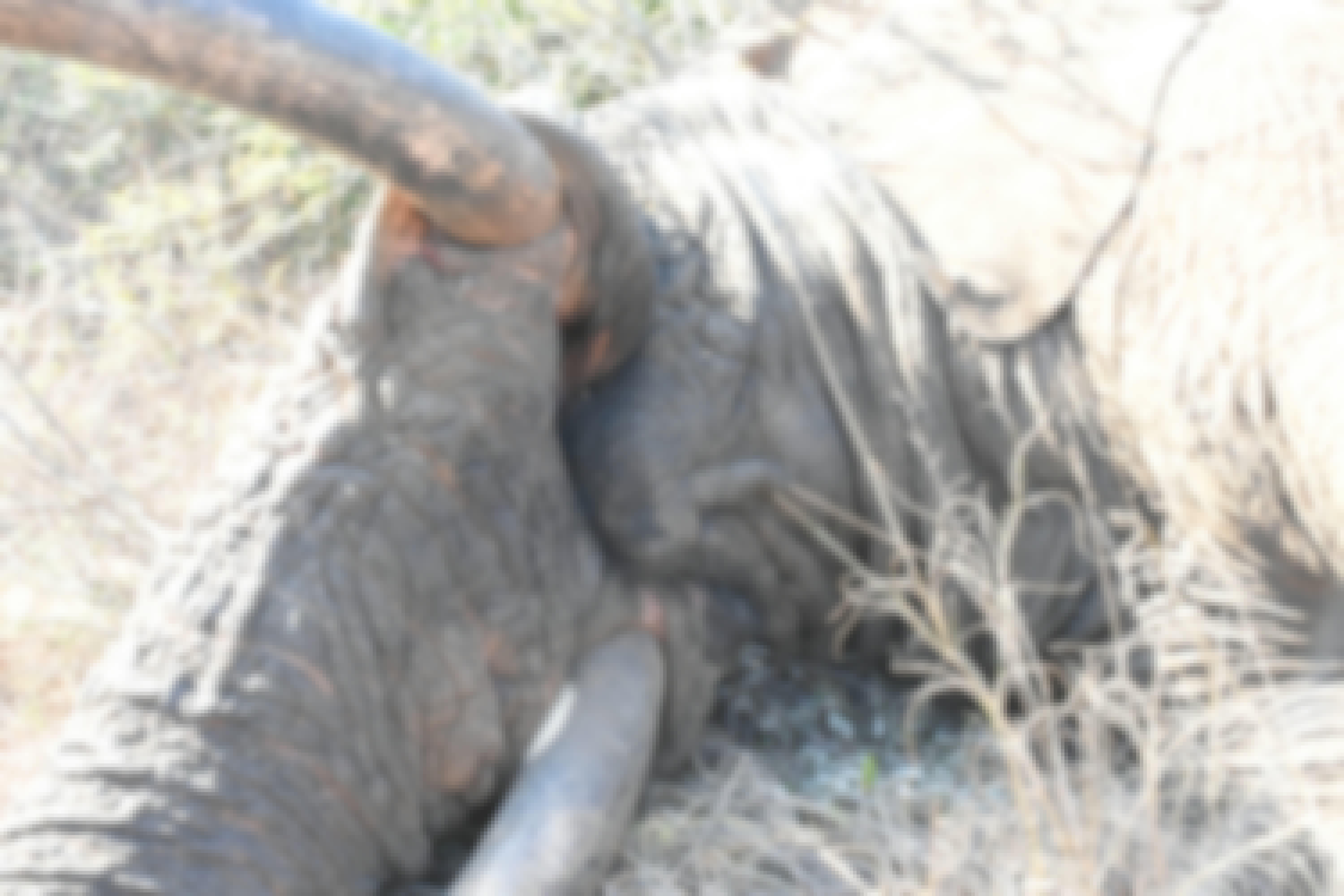 Barbara Merolli: close-up of tusks
