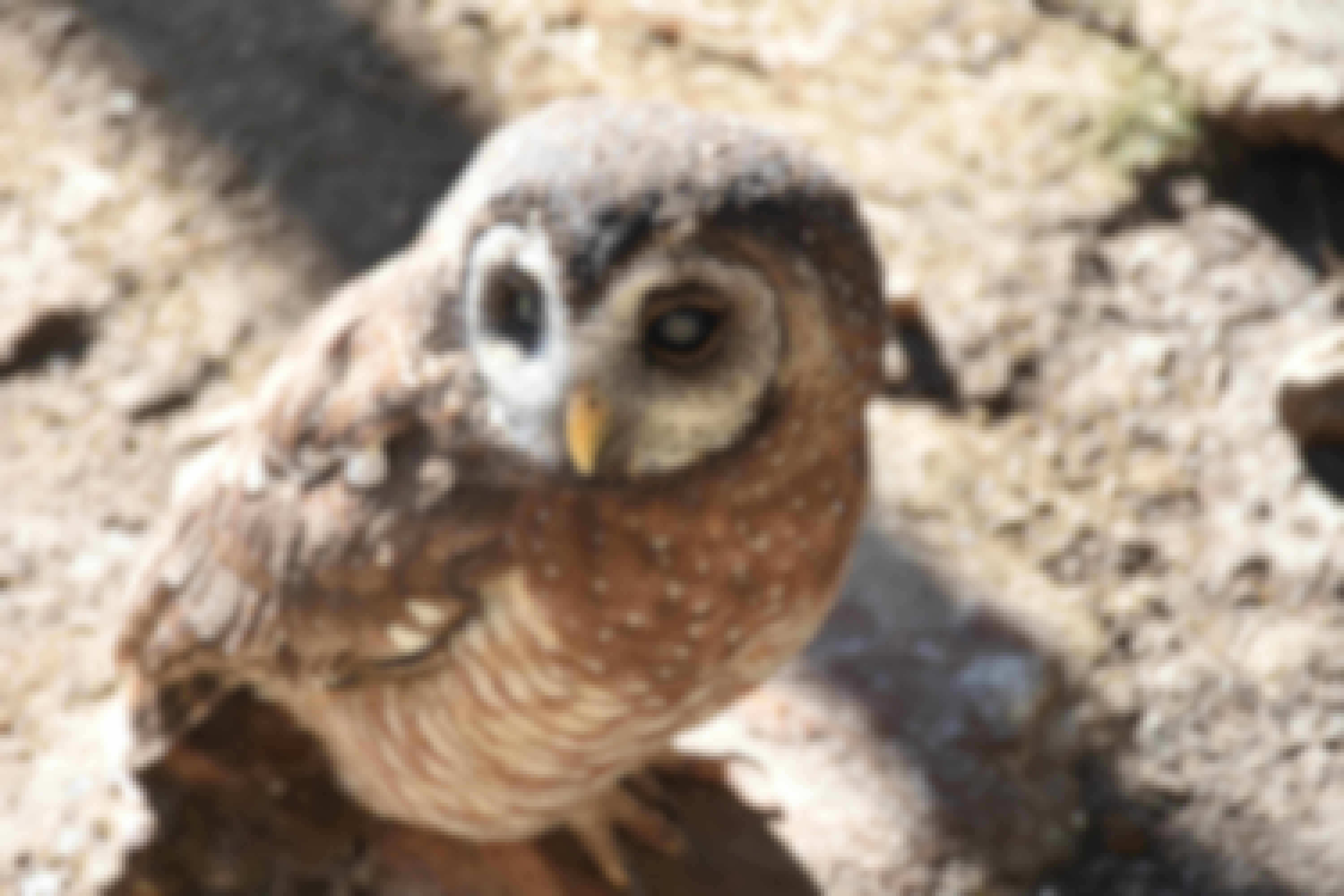 Barbara Merolli: african wood owl bird