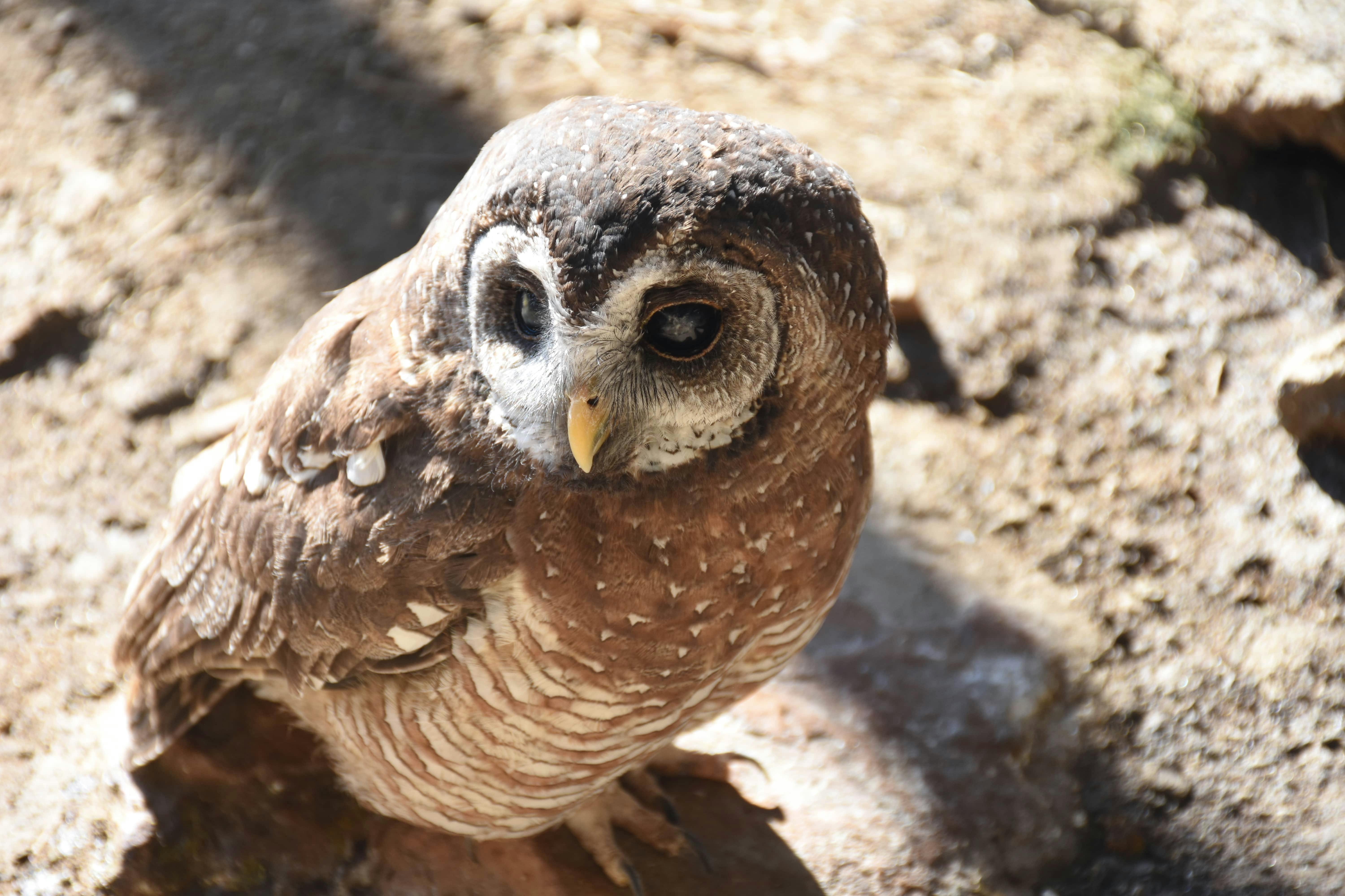 Barbara Merolli: african wood owl bird
