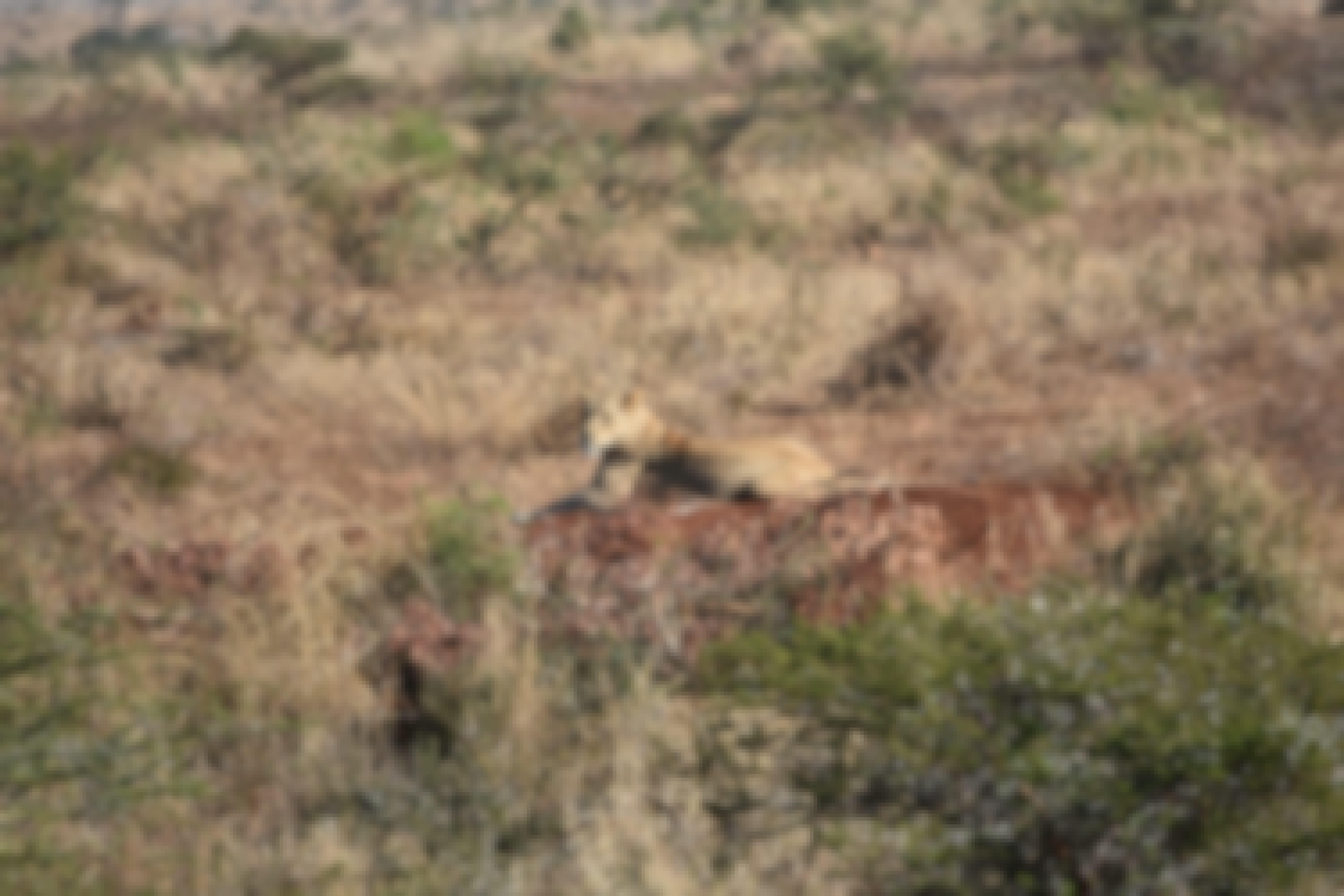 Barbara Merolli: lion cub in the distance