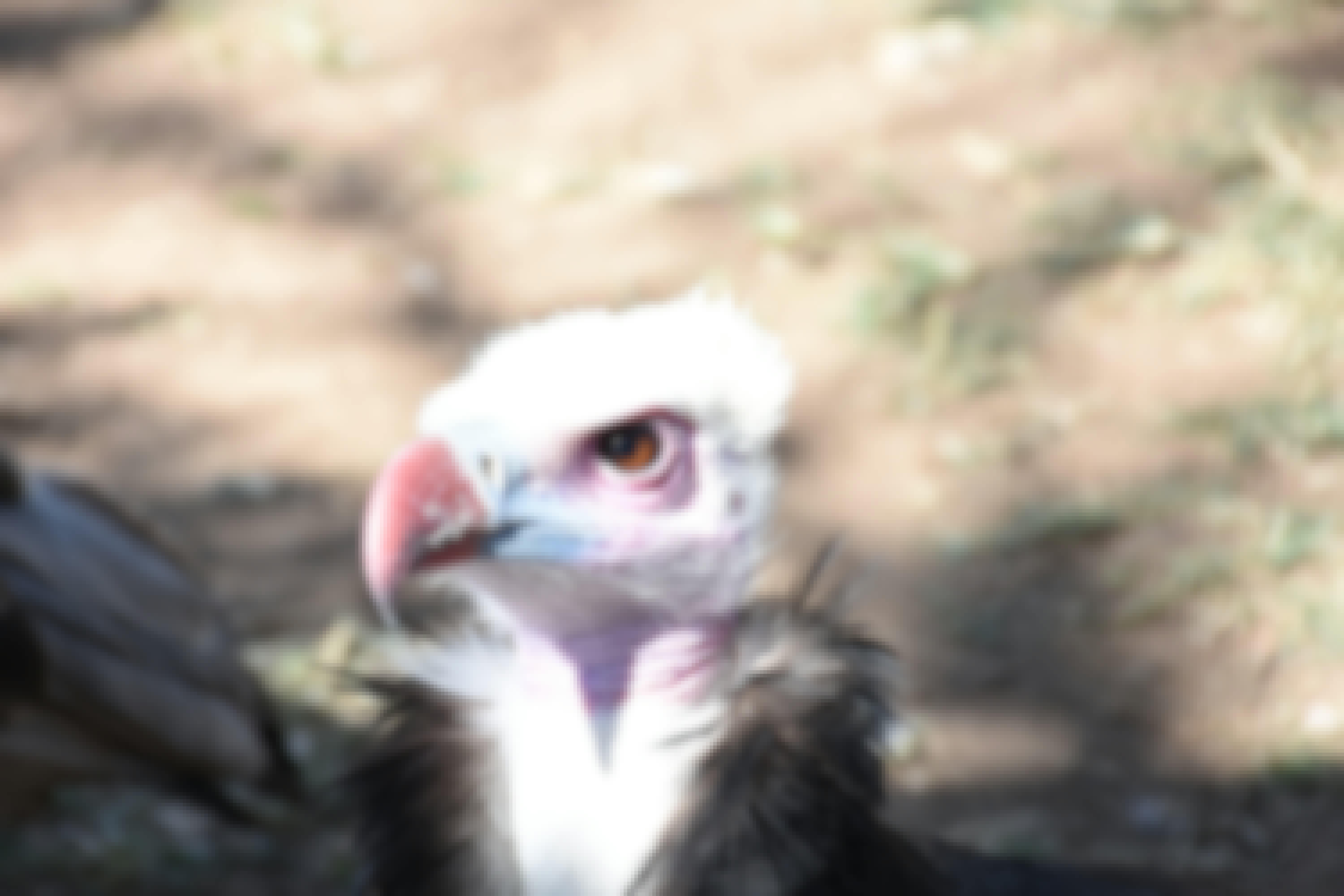 Barbara Merolli: close-up of a bird