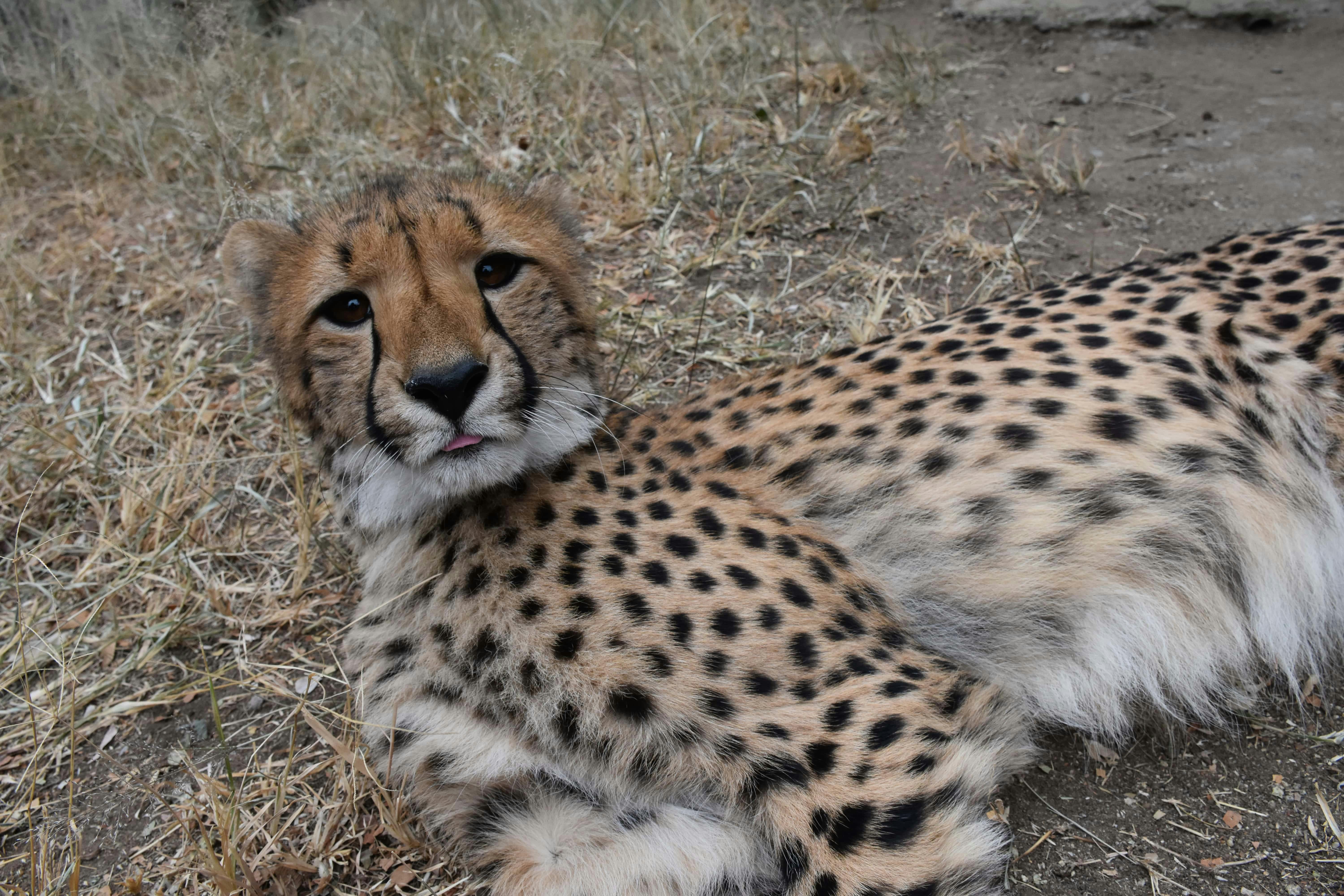 Barbara Merolli: close-up of a cheetah