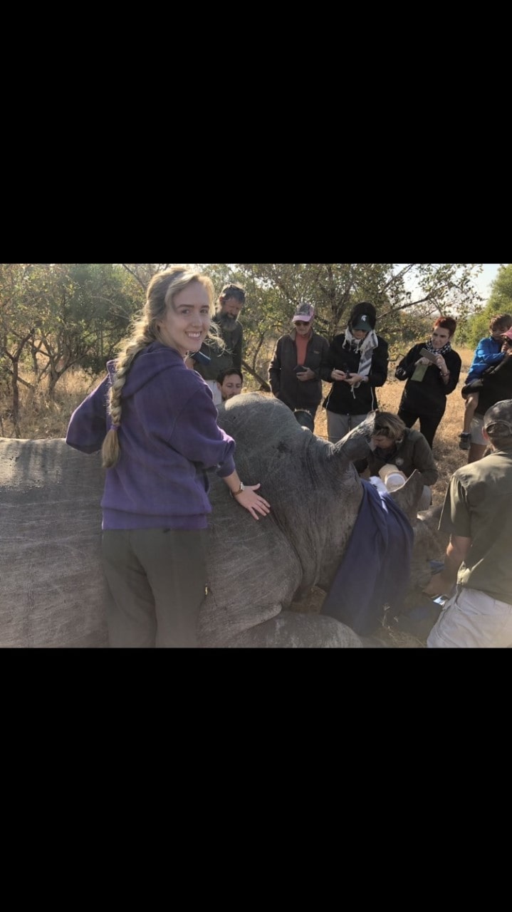 Megan Hoover: with a sedated rhino