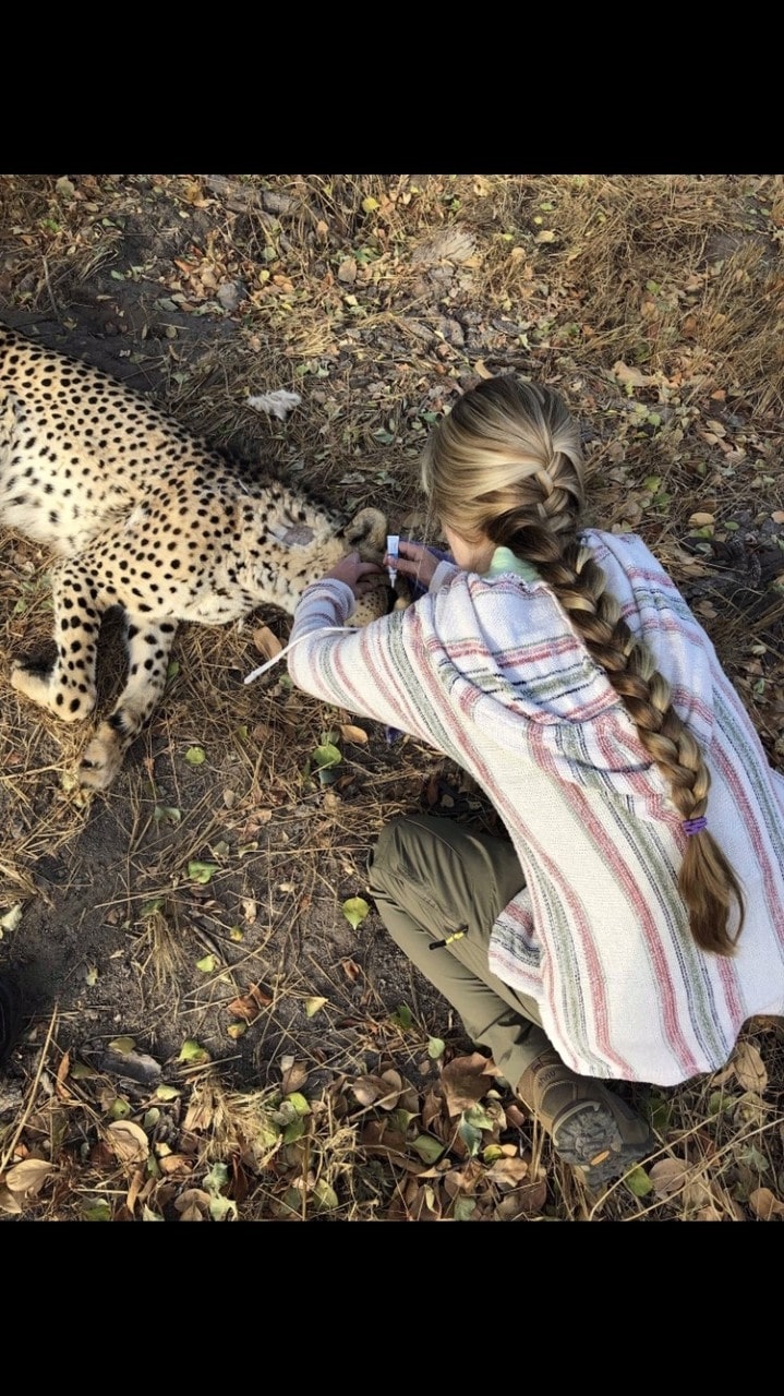 Megan Hoover: veterinary work with a sedated cheetah