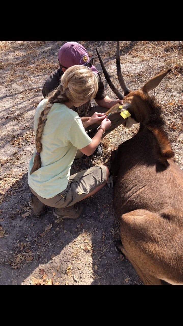 Megan Hoover: veterinary work in the field