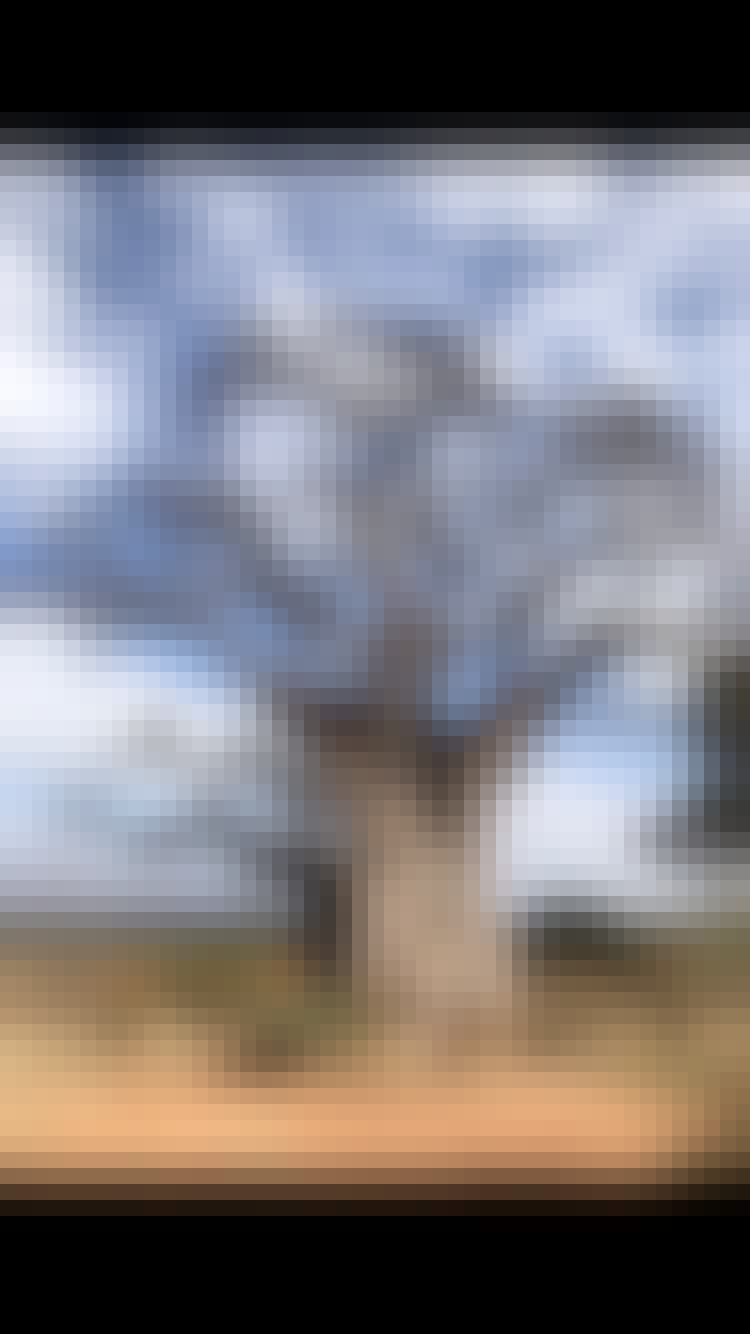 Megan Hoover: tree