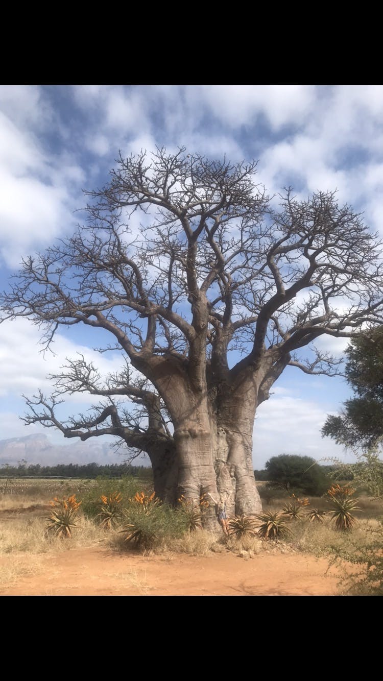 Megan Hoover: tree