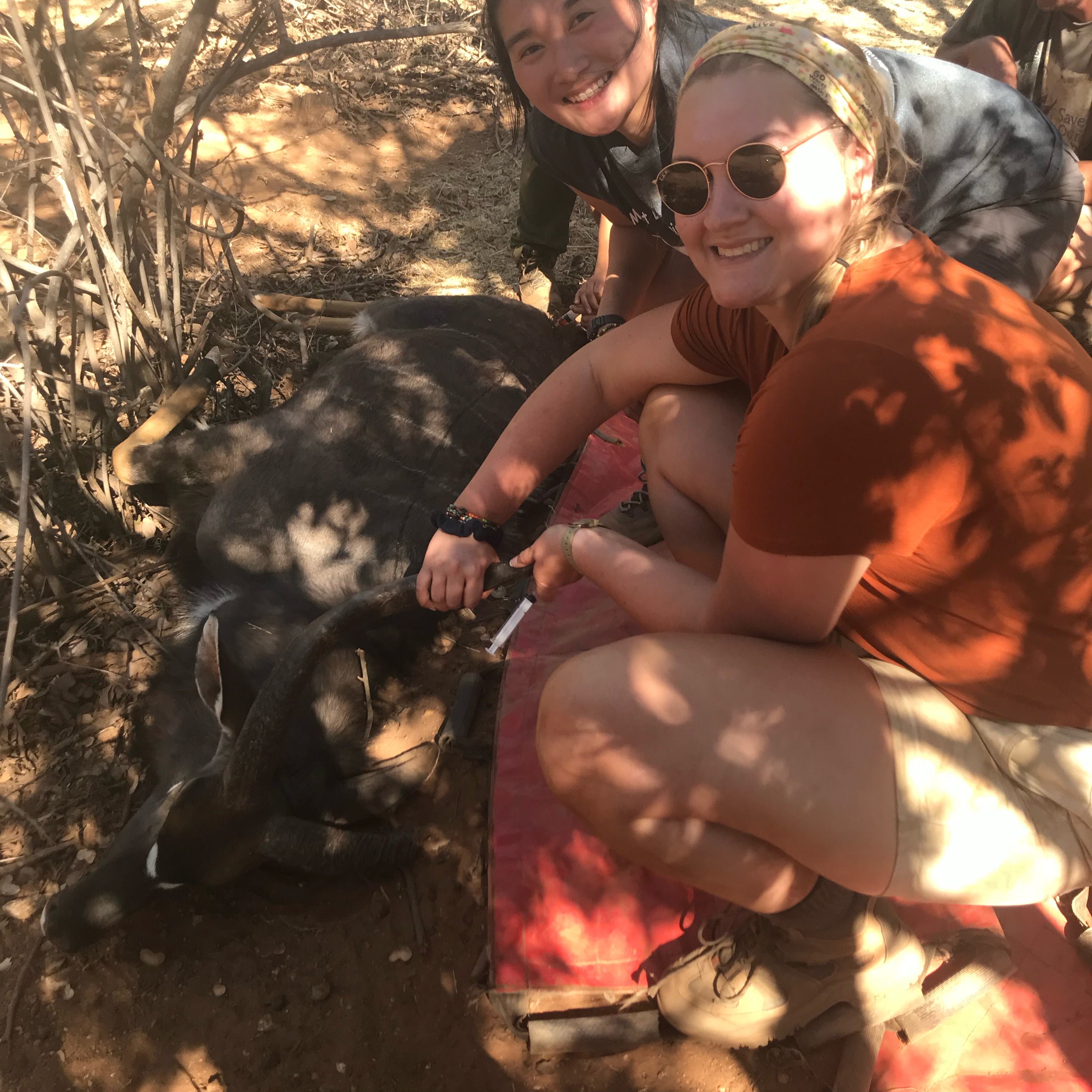 Micaela Chaffin: injecting animal