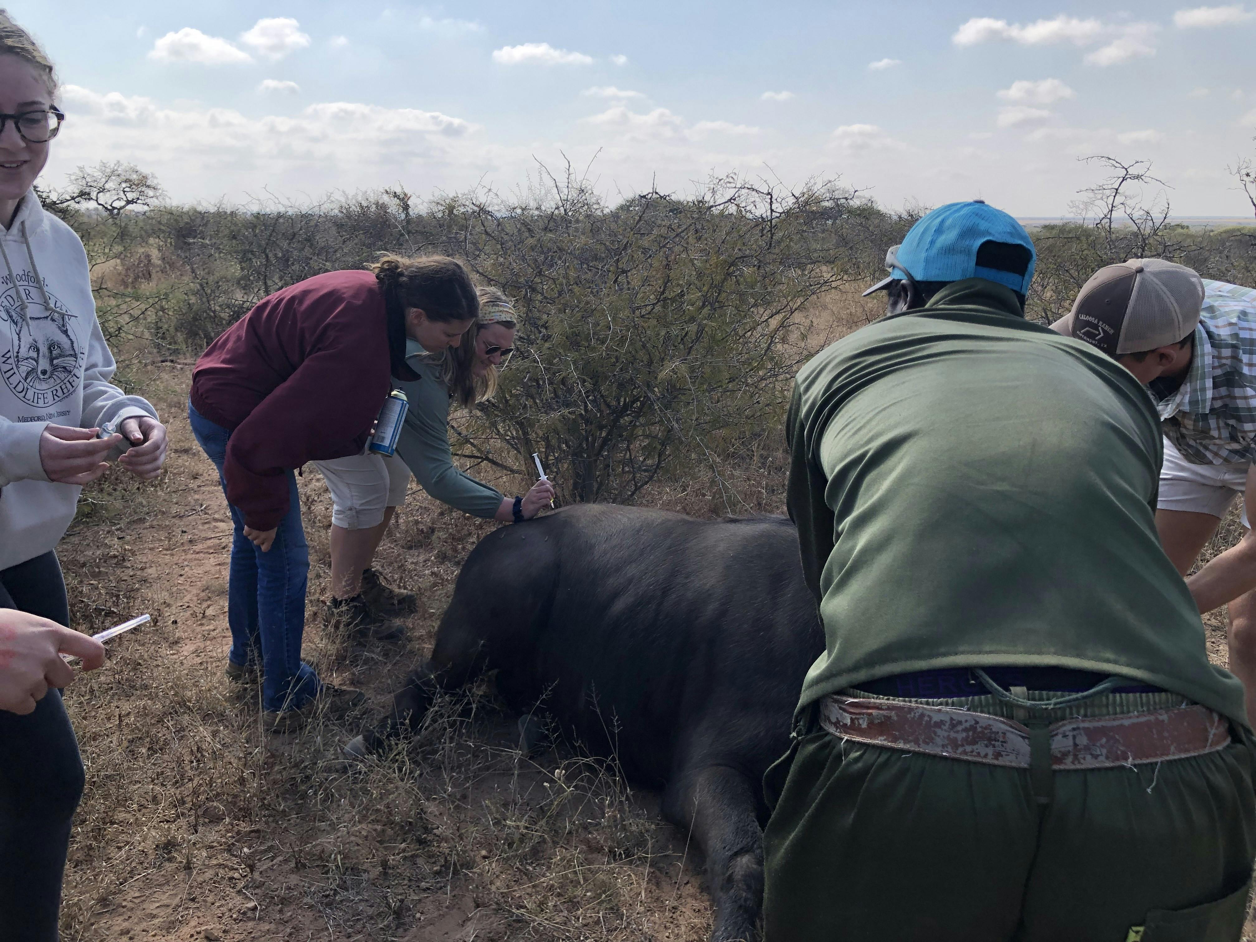 Micaela Chaffin: veterinary work in the field