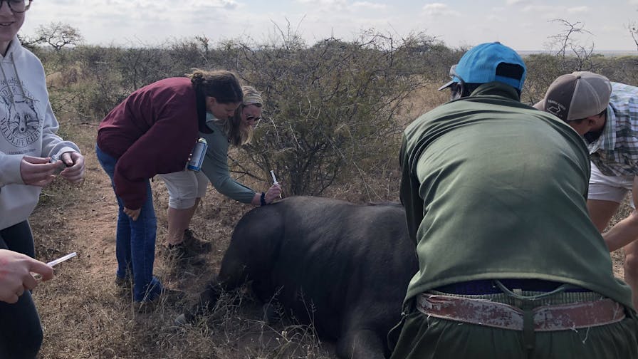 Micaela Chaffin: veterinary work in the field