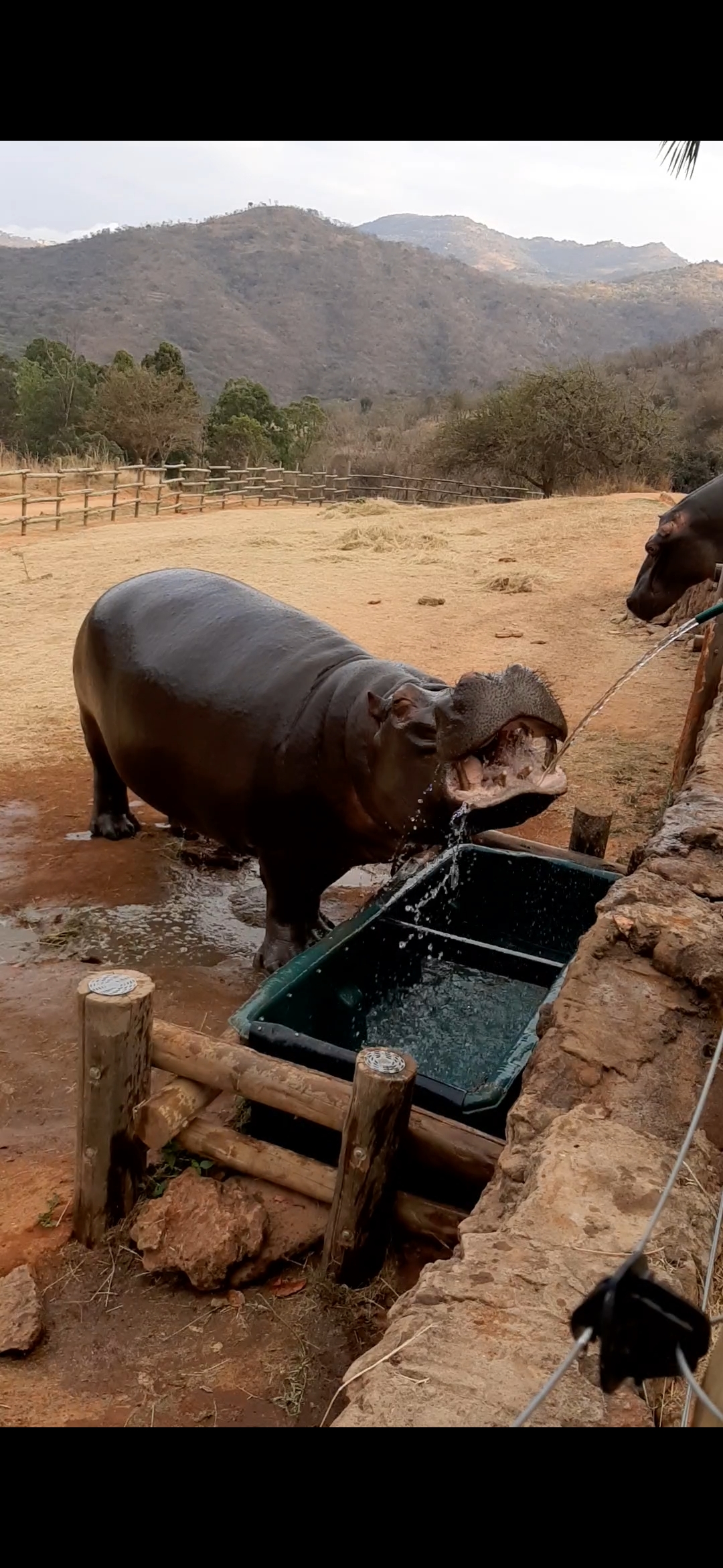 Laura Mullen: hippo drinking
