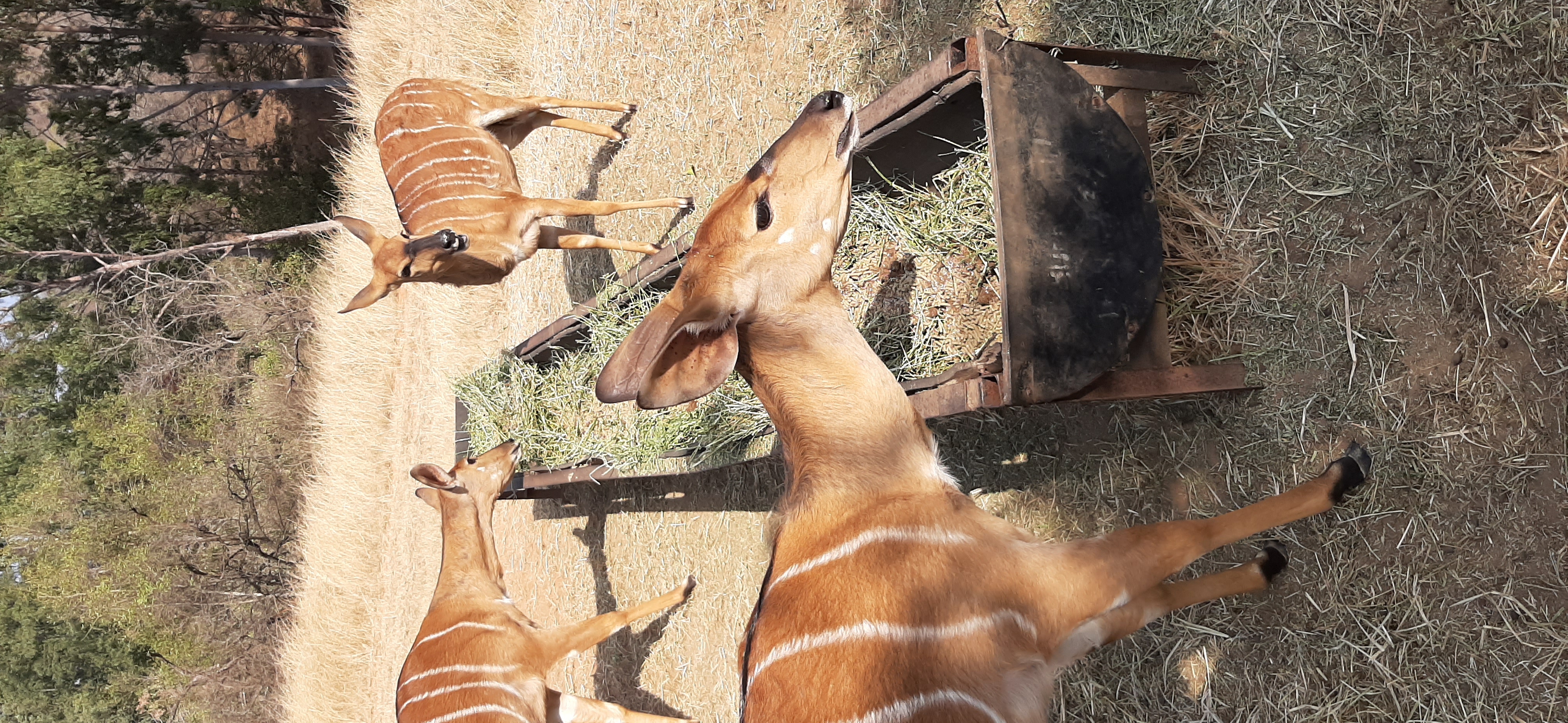 Laura Mullen: feeding