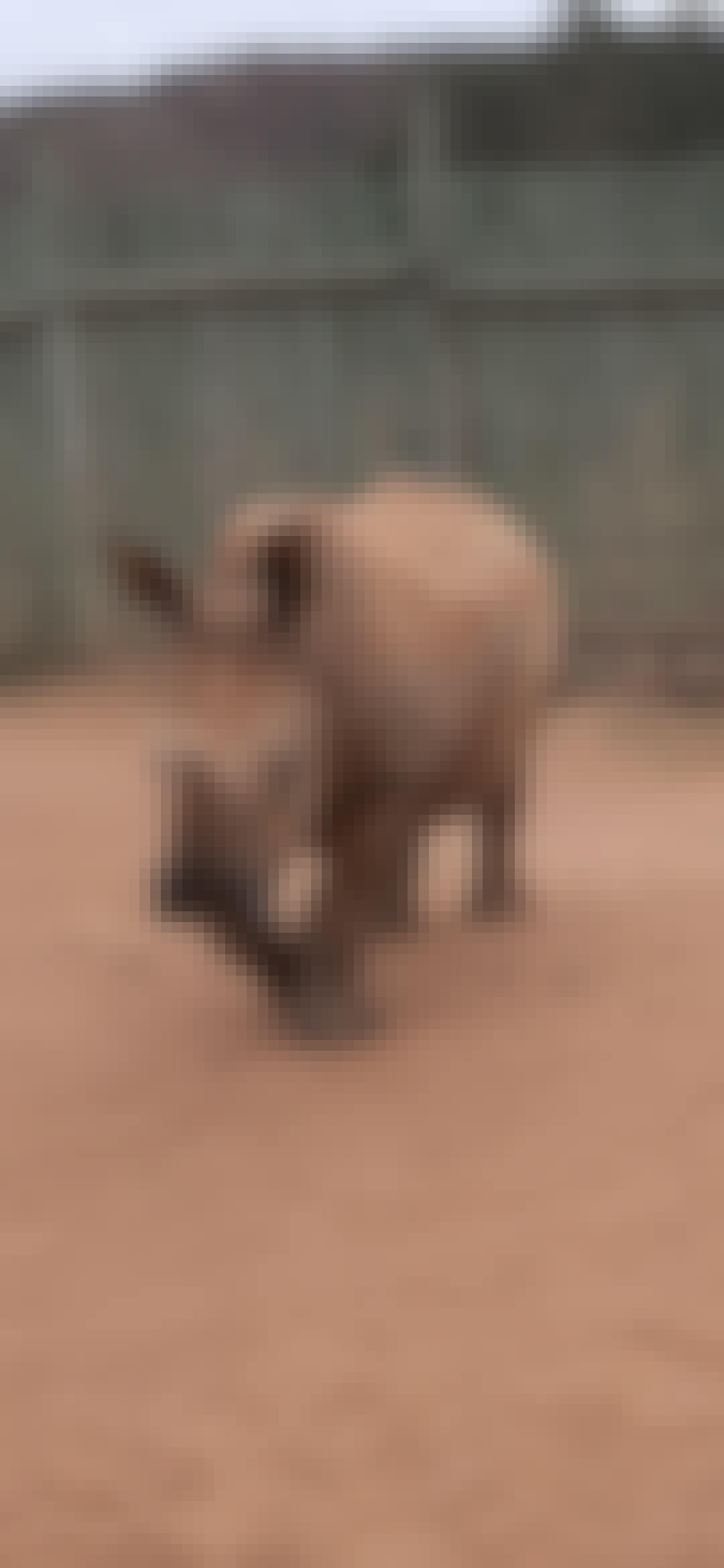 Laura Mullen: baby rhino