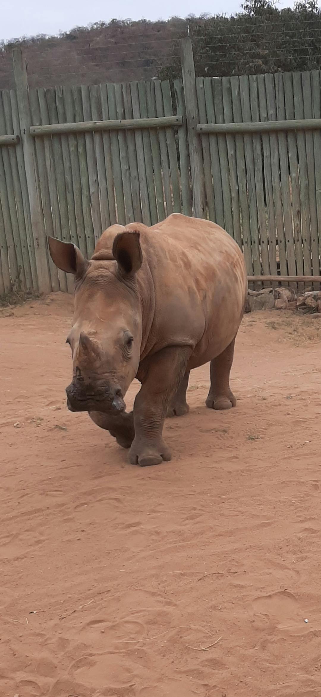 Laura Mullen: baby rhino