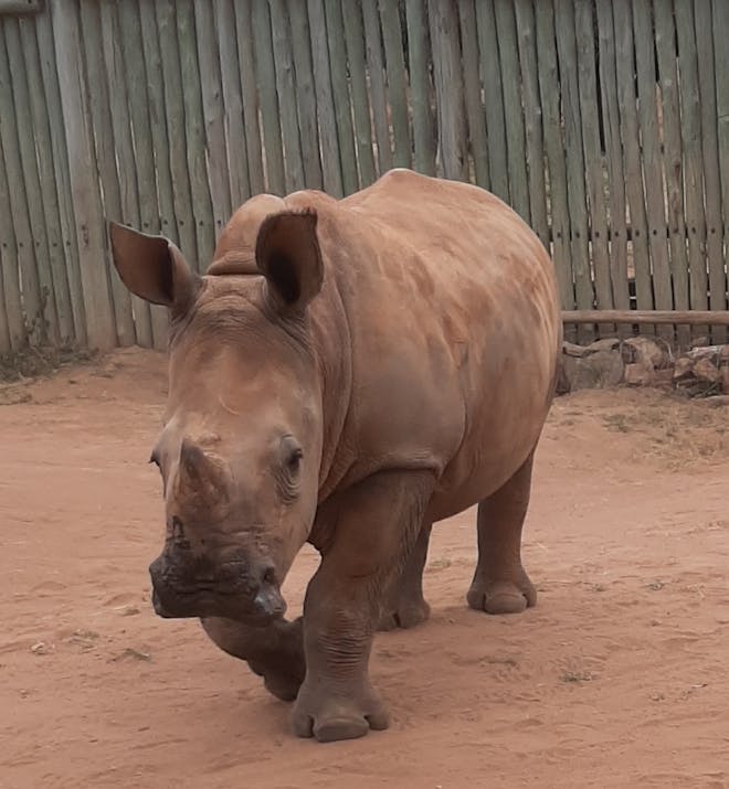 Laura Mullen: baby rhino