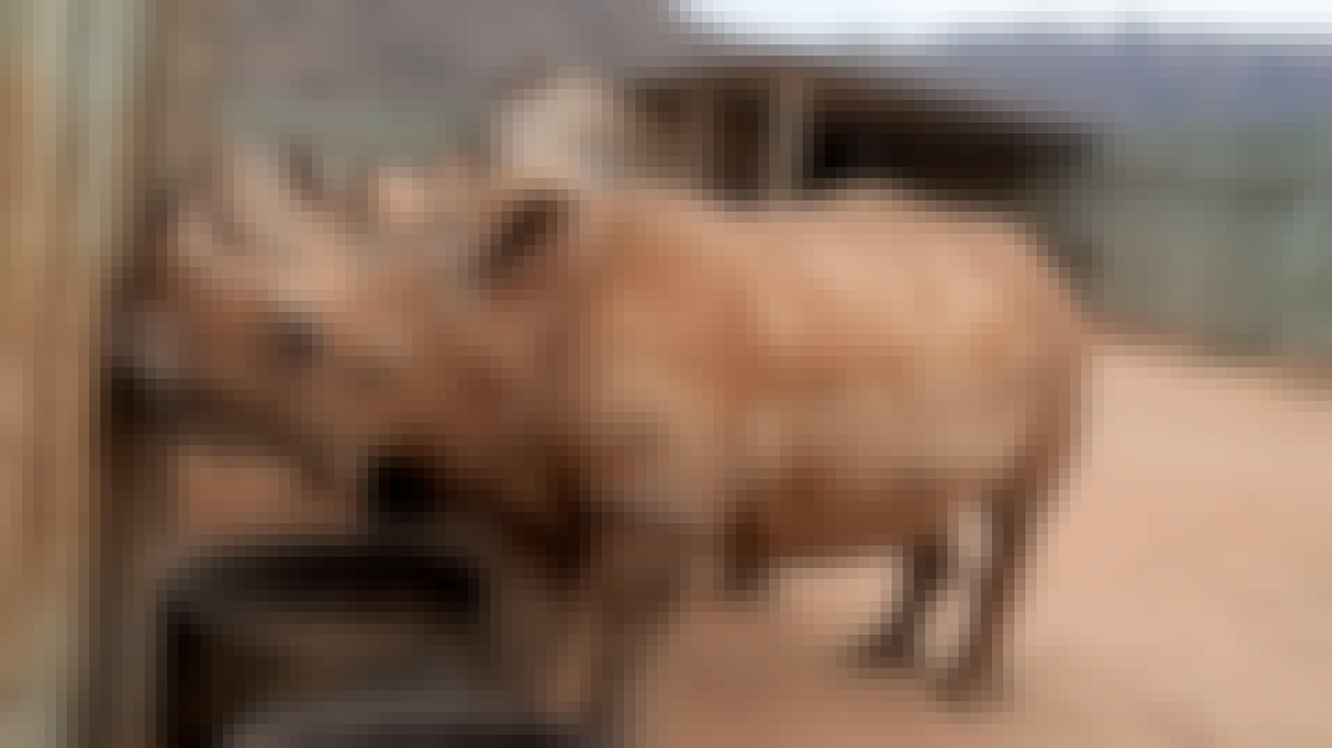 Laura Mullen: close up of rhinos at Care for Wild
