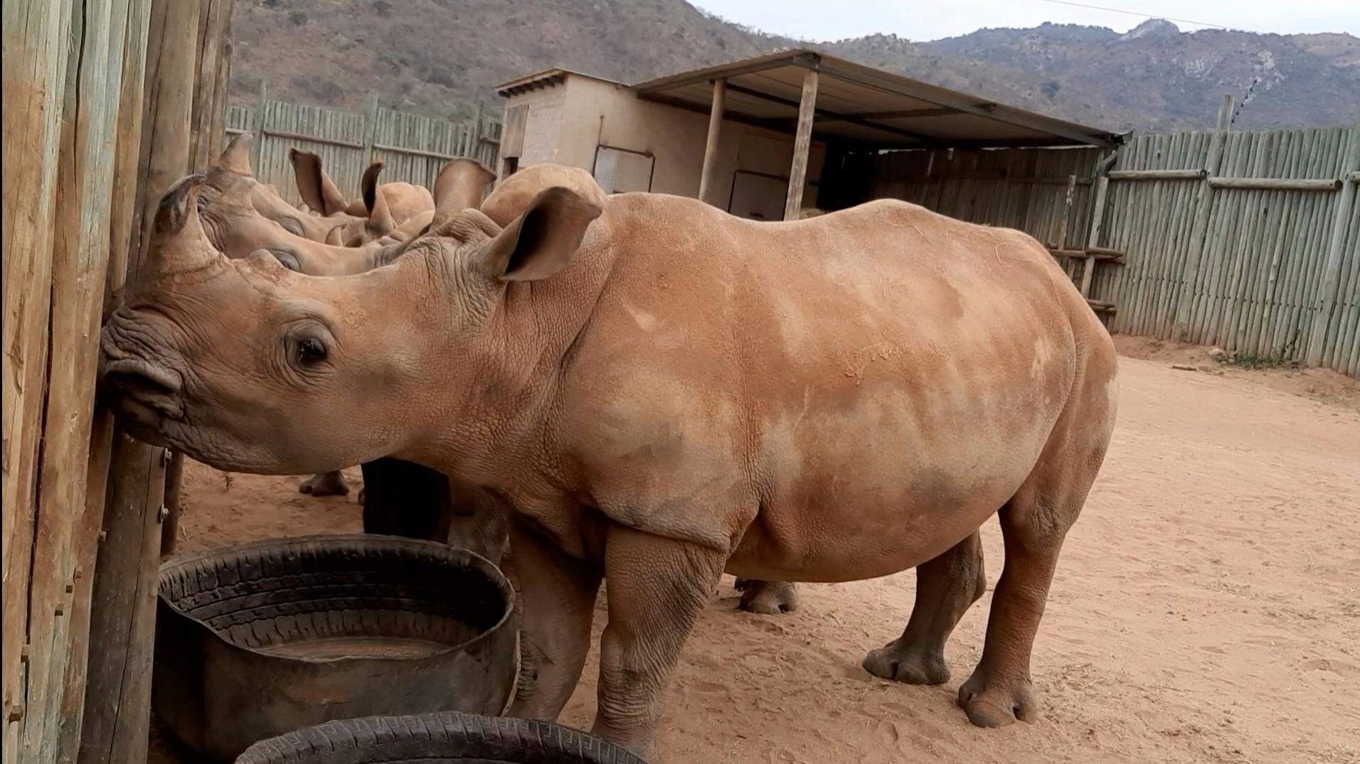 Laura Mullen: close up of rhinos at Care for Wild