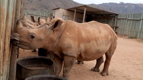 Laura Mullen: close up of rhinos at Care for Wild