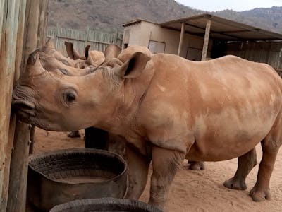 Laura Mullen: close up of rhinos at Care for Wild