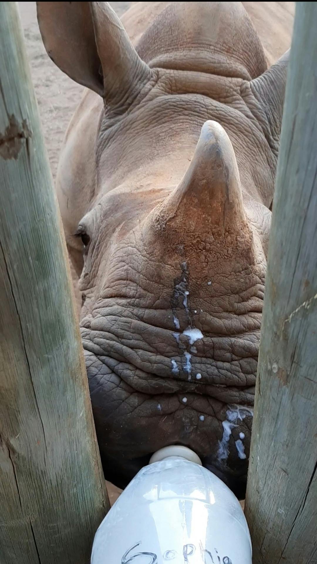 Laura Mullen: bottle feeding a rhino