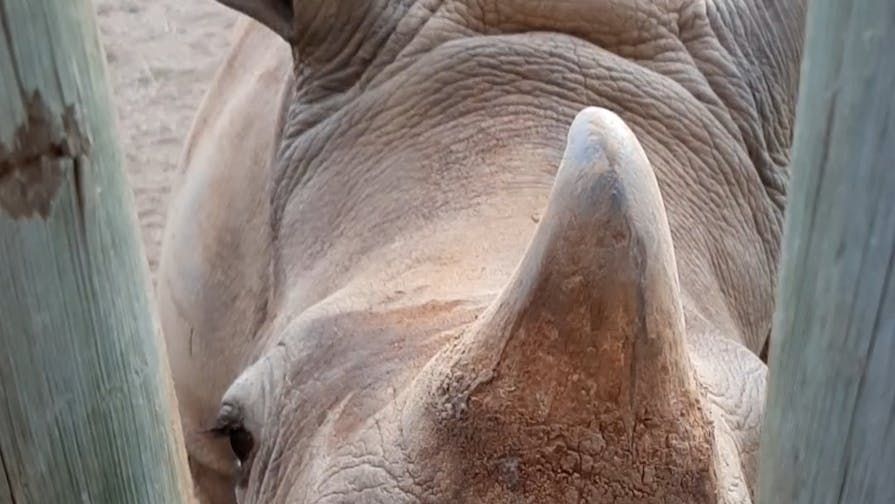 Laura Mullen: bottle feeding a rhino