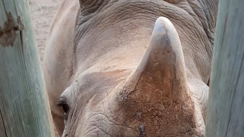 Laura Mullen: bottle feeding a rhino