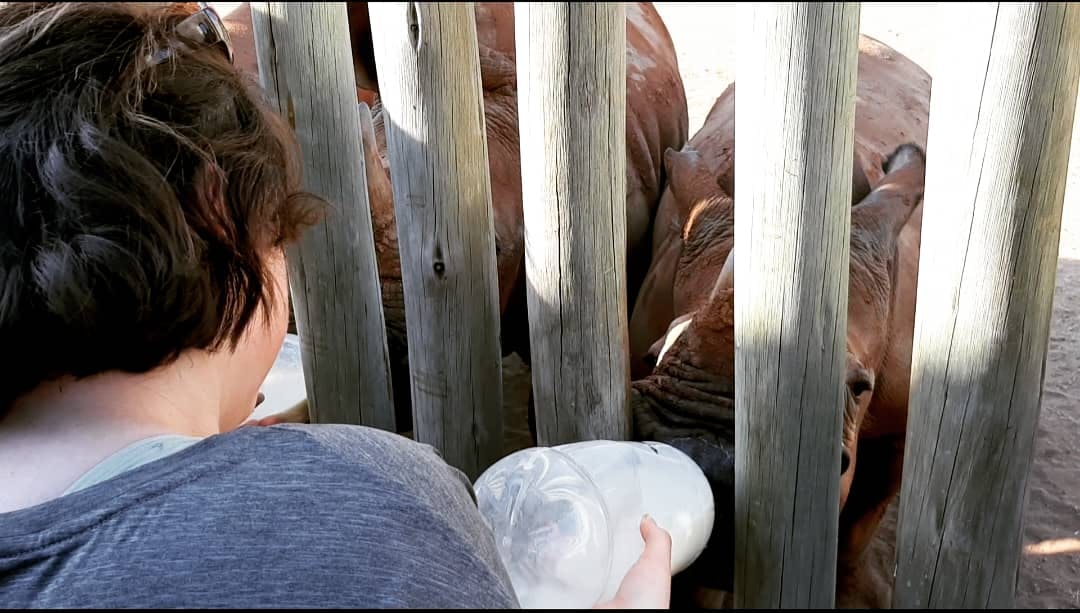 Laura Mullen: bottle feeding a rhino