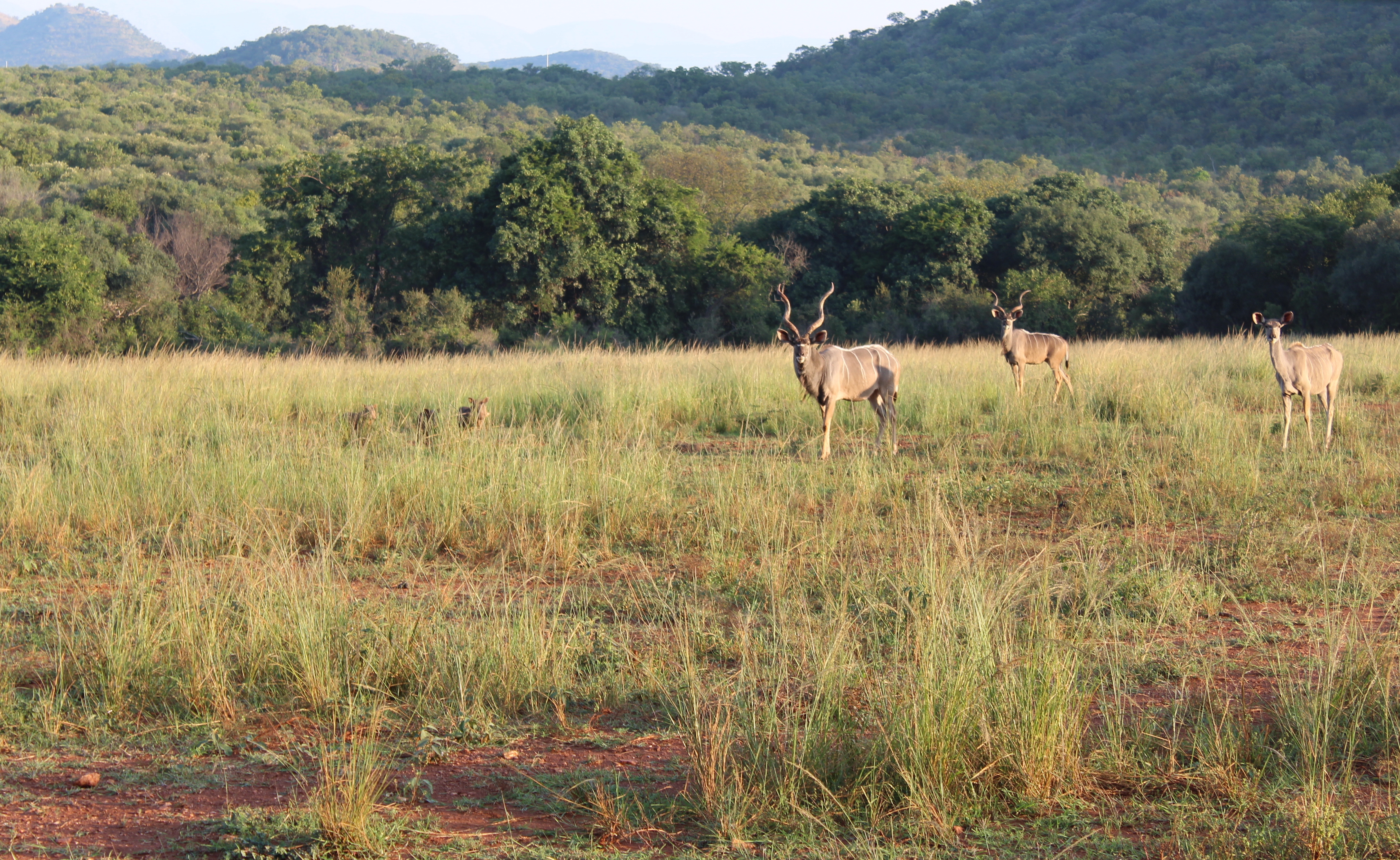 Emma Onyejekwe: antelope in the distance