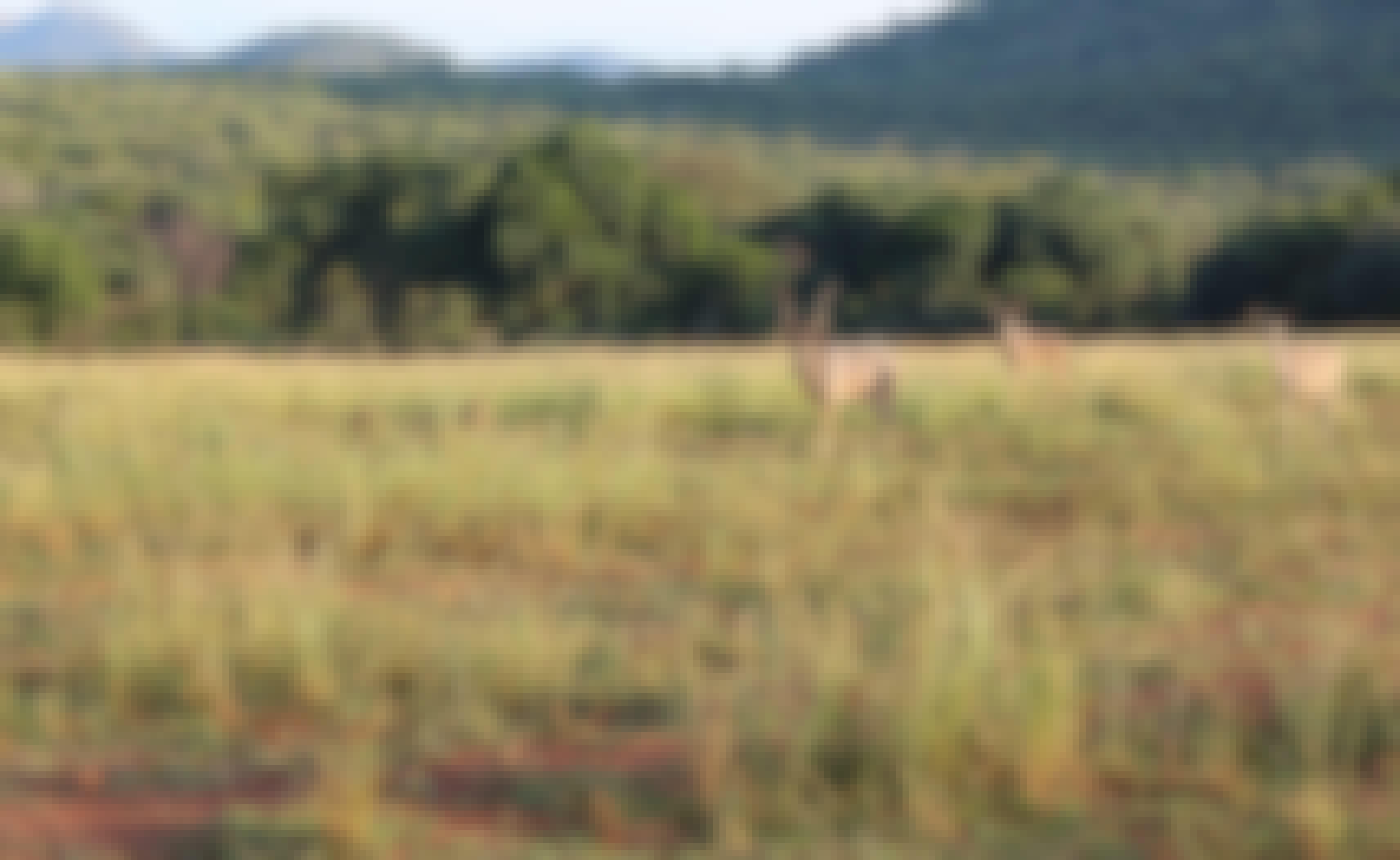 Emma Onyejekwe: antelope in the distance