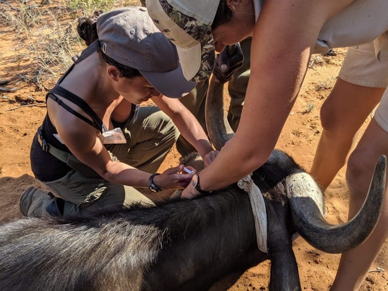 Emma Onyejekwe: injecting a buffalo