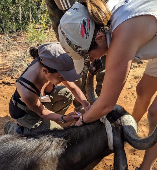 Emma Onyejekwe: injecting a buffalo