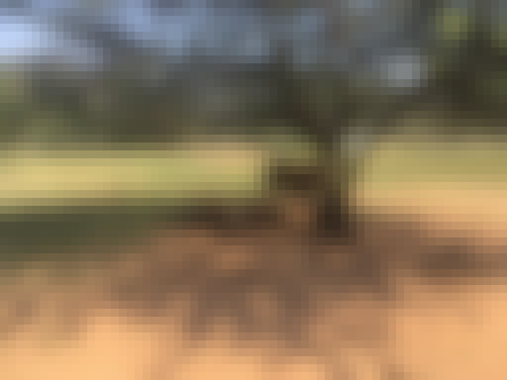 Emma Onyejekwe: rhinos underneath a tree