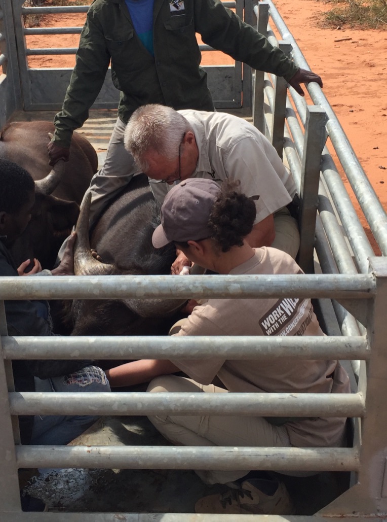 Emma Onyejekwe: veterinary work