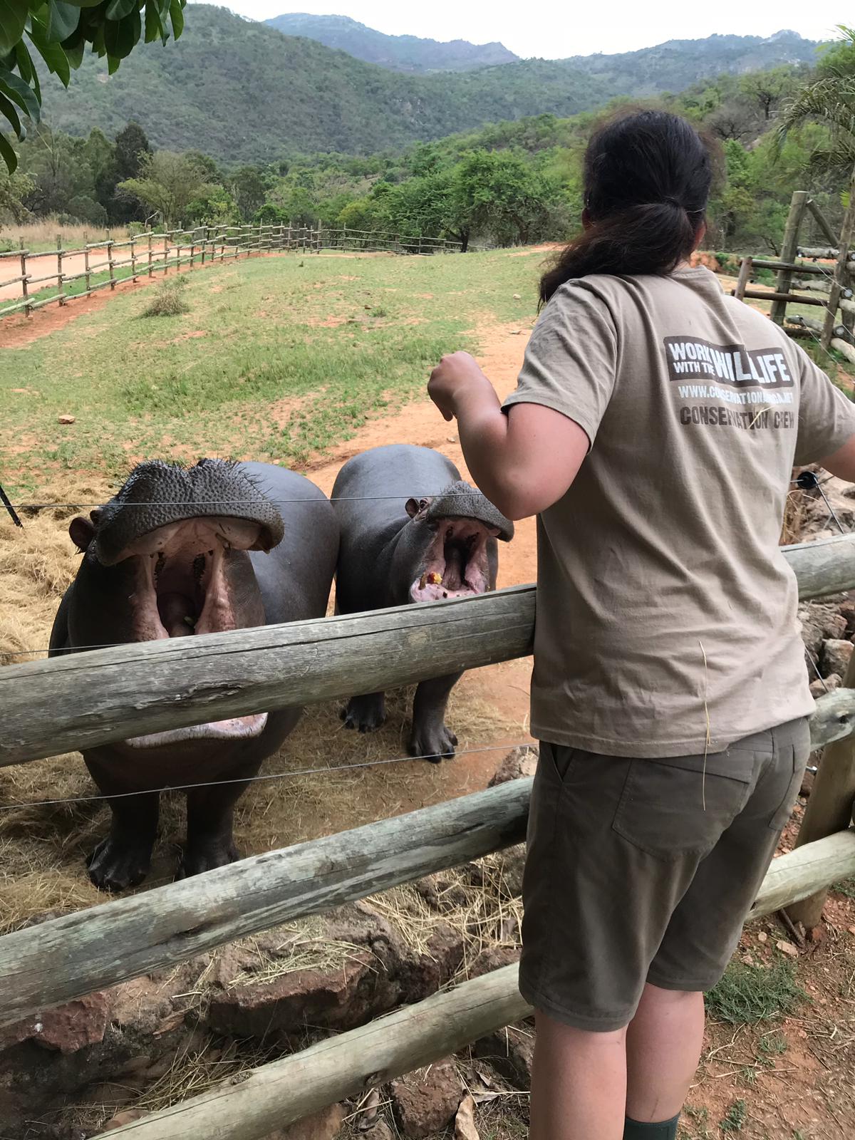 Emma Ruggles: feeding the hippos