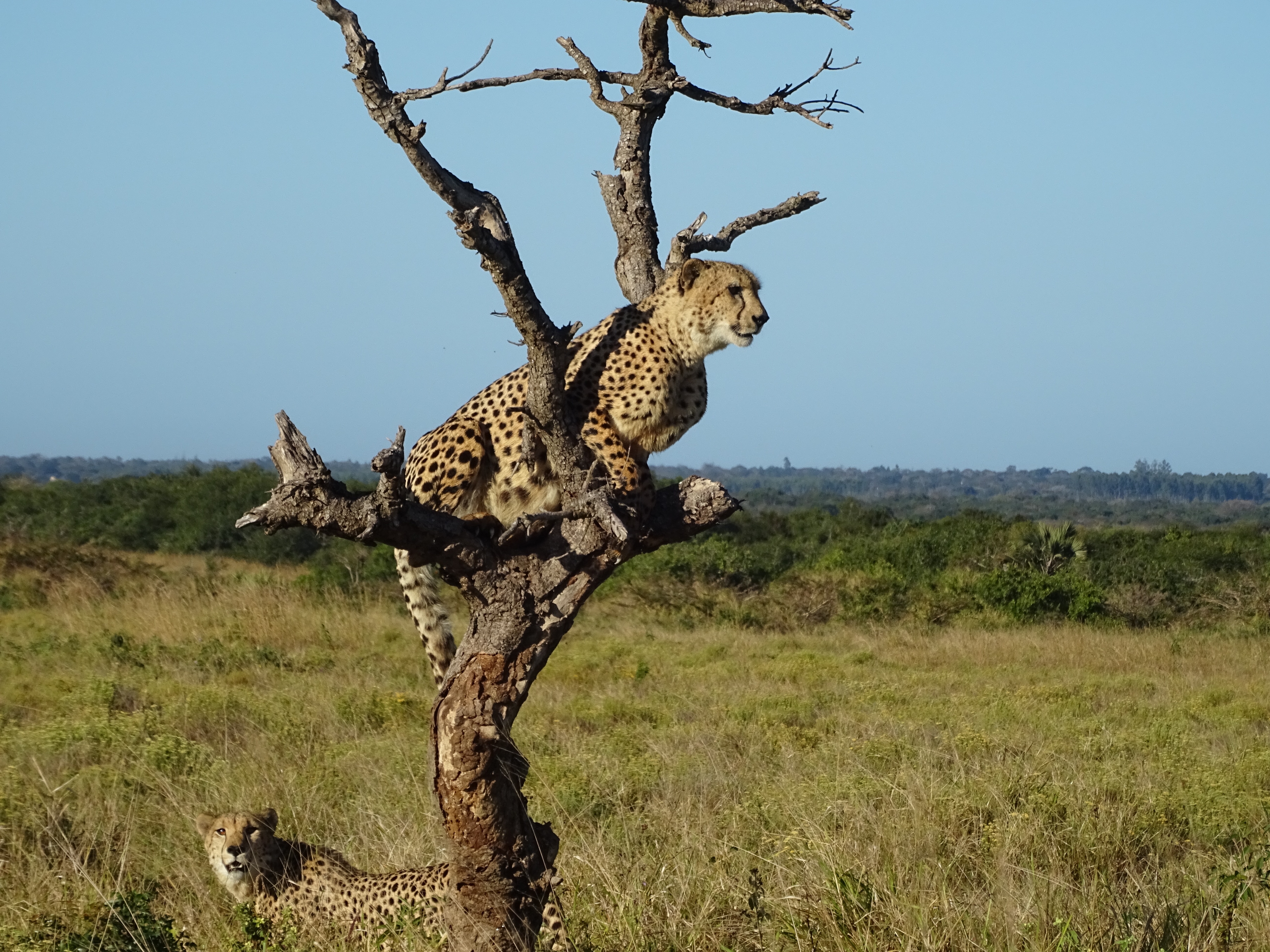 Ian Archer: cheetah in a tree
