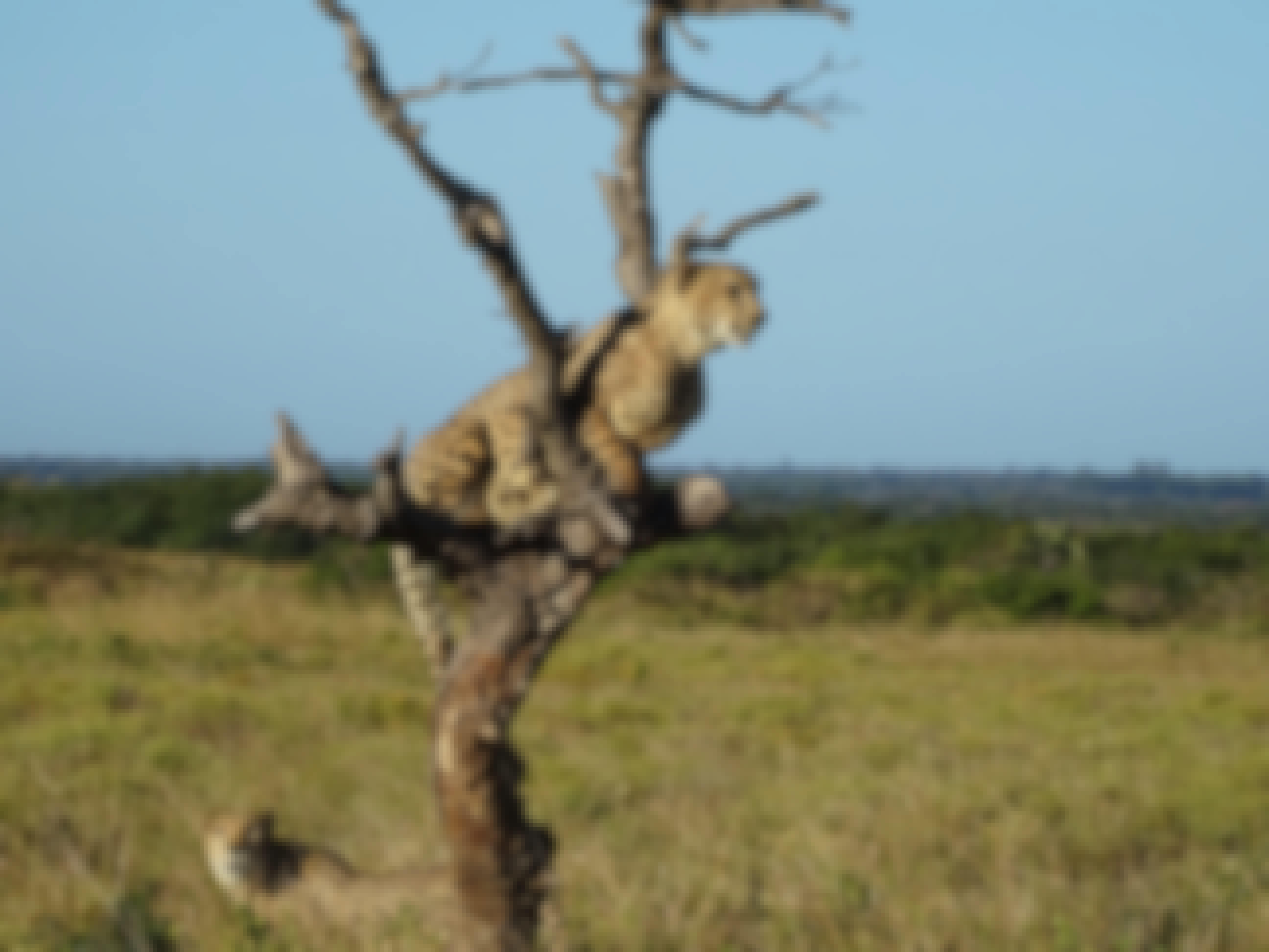 Ian Archer: cheetah in a tree
