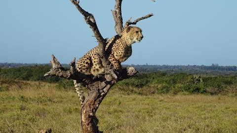 Ian Archer: cheetah in a tree