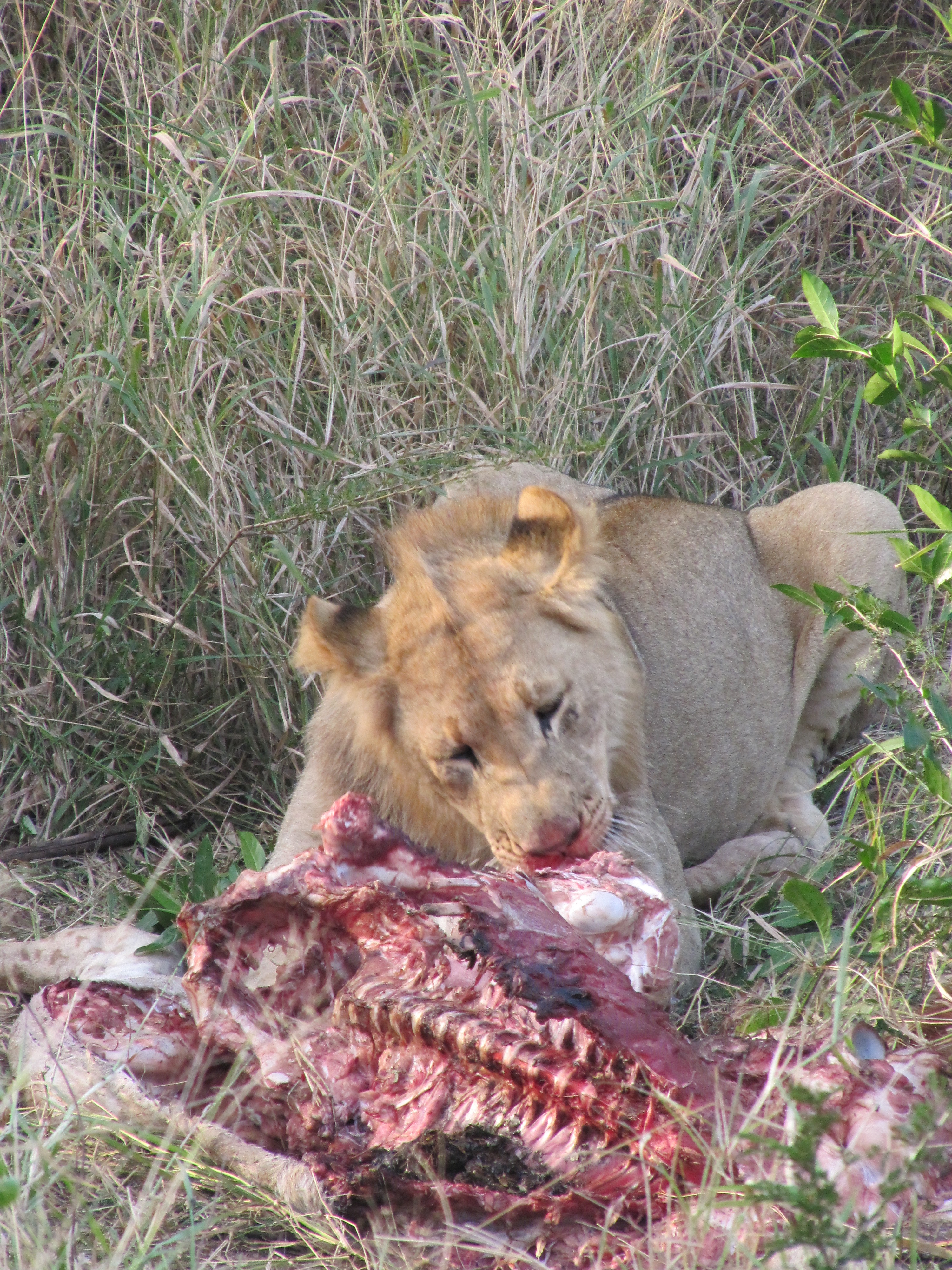 Ian Archer: lion feasting on a fresh kill