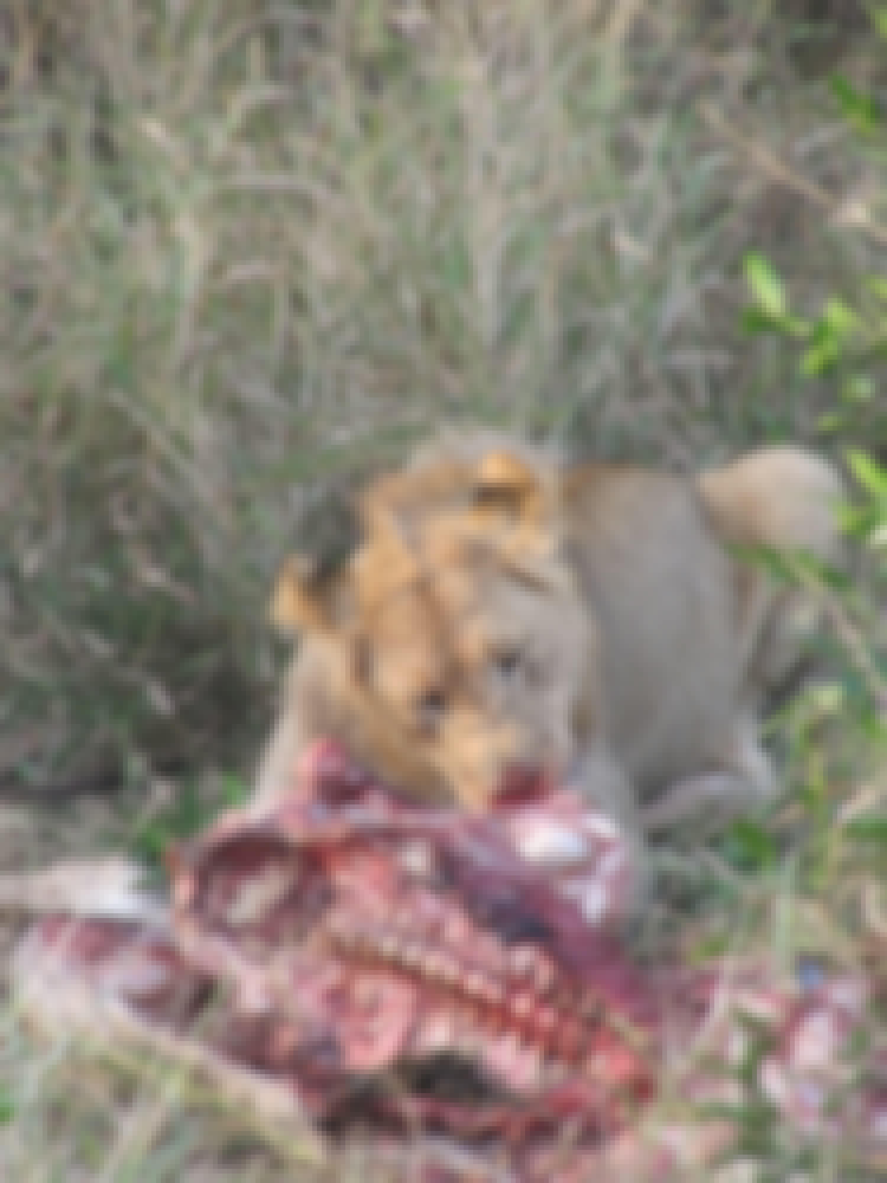 Ian Archer: lion feasting on a fresh kill