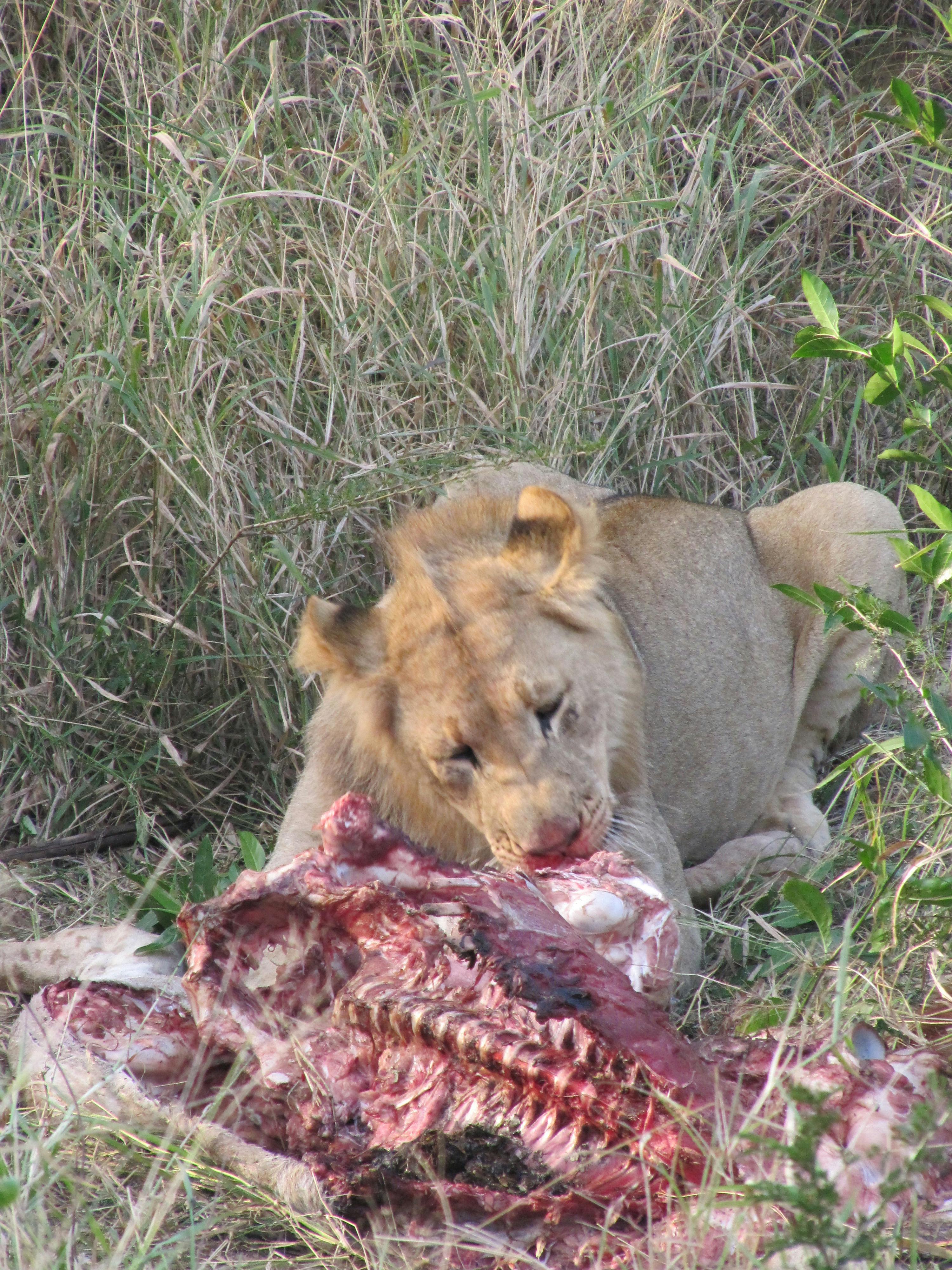 Ian Archer: lion feasting on a fresh kill