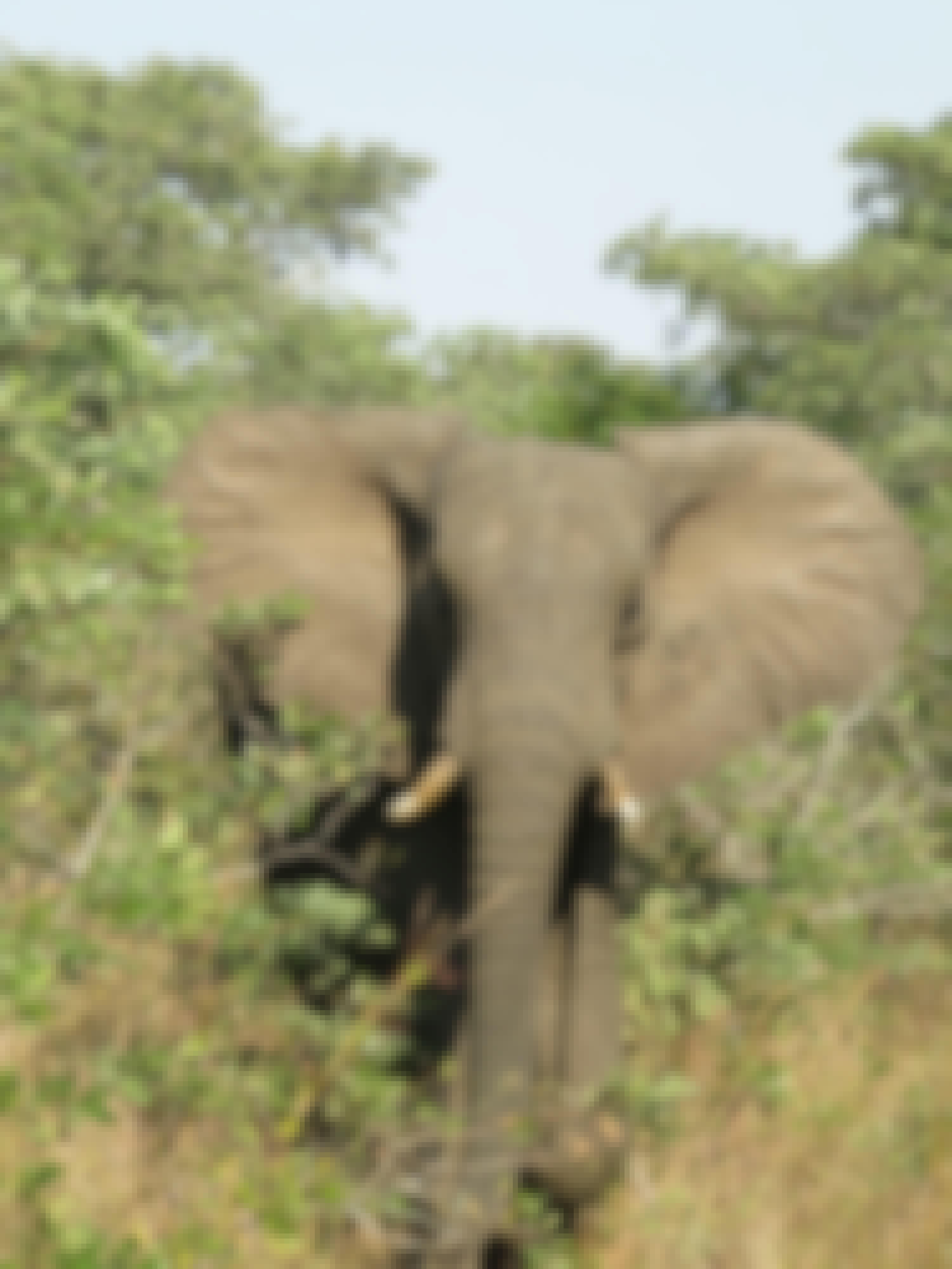 Ian Archer: close-up of an elephant