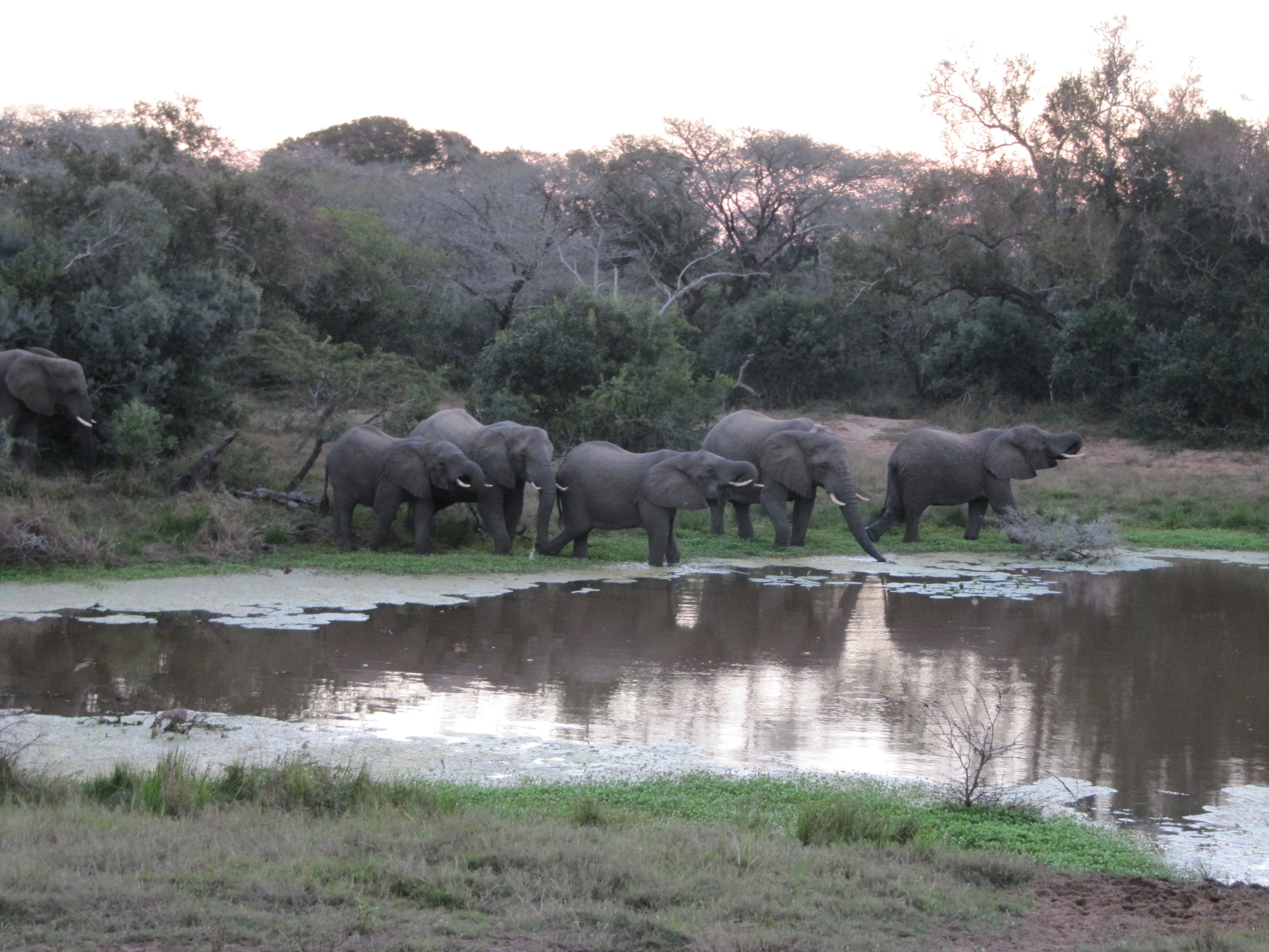 Ian Archer: elephants beside the water
