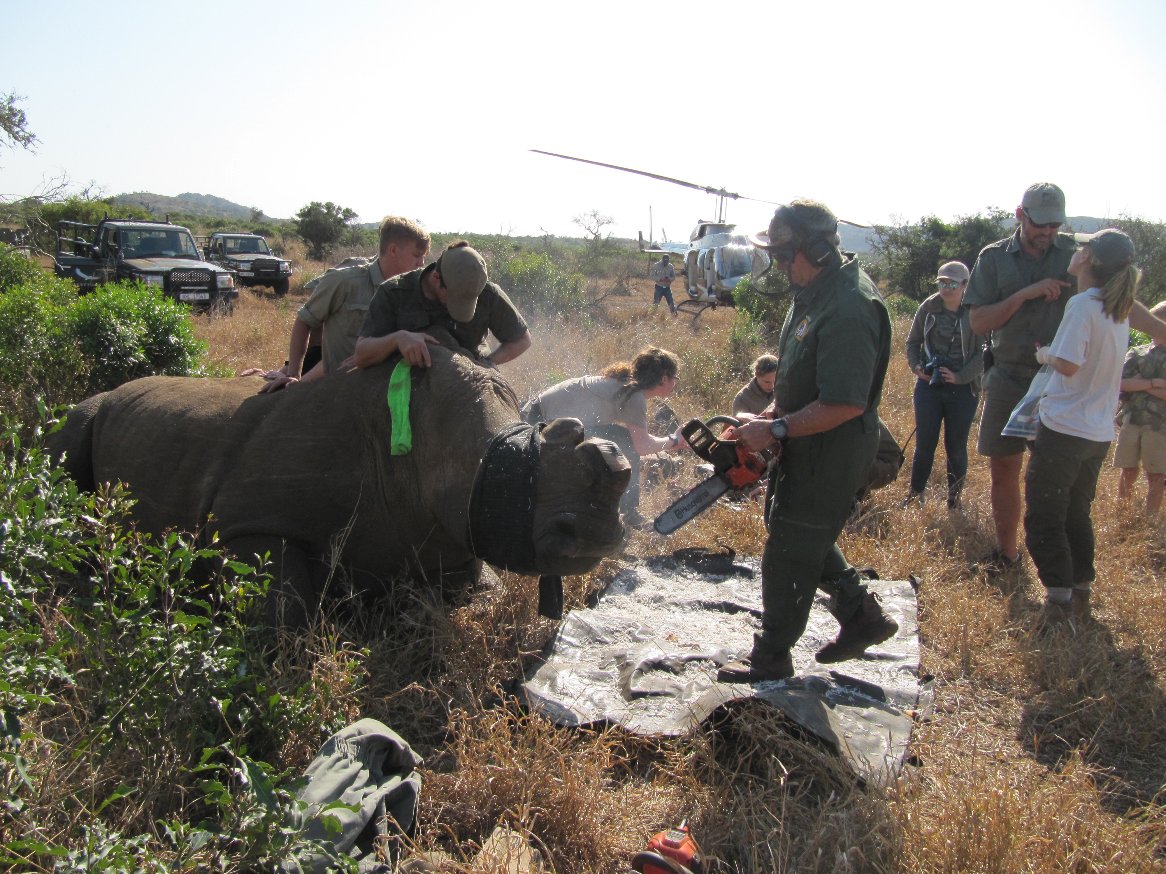 Ian Archer: rhino de-horning