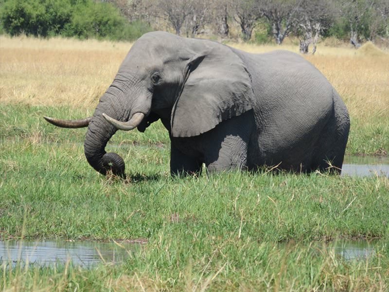 Rebecca Bower: close-up of elephant