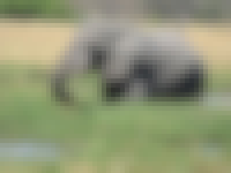 Rebecca Bower: close-up of elephant
