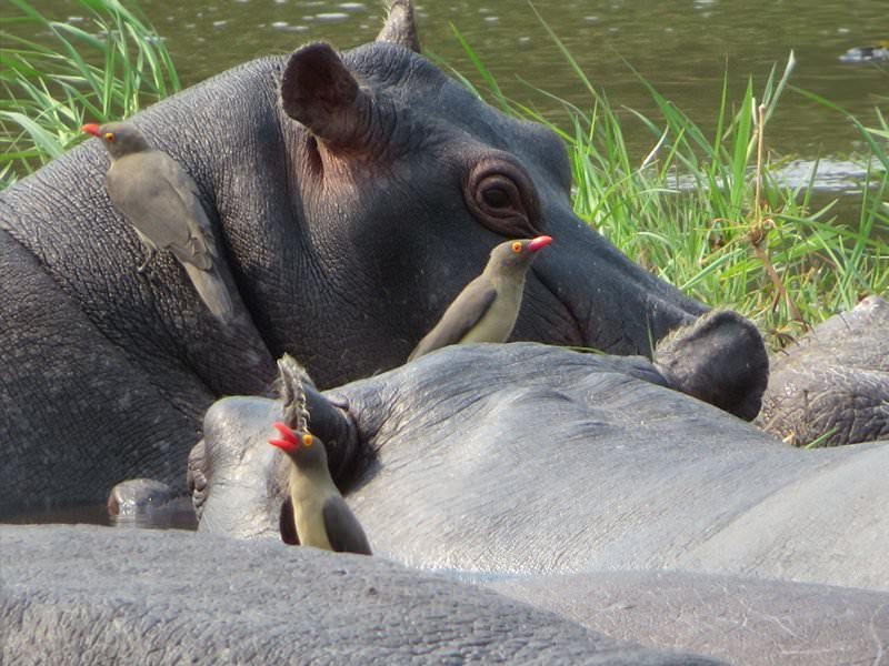 Rebecca Bower: close-up of birds atop some hippos