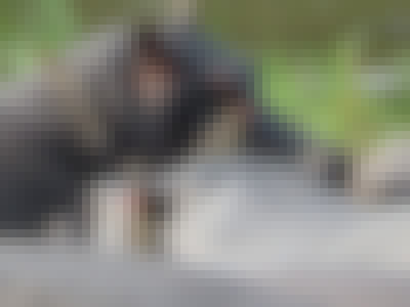 Rebecca Bower: close-up of birds atop some hippos