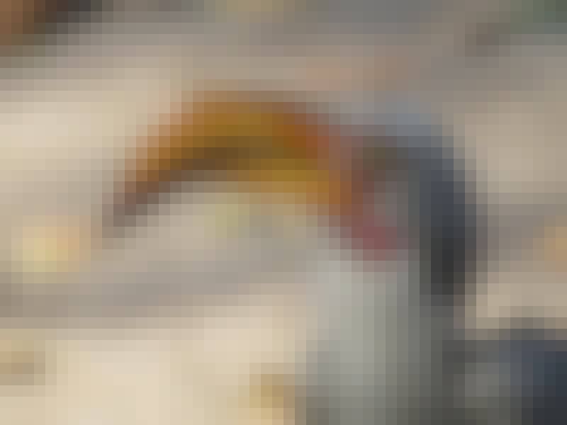 Rebecca Bower: close-up of a bird