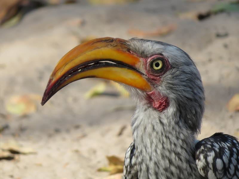 Rebecca Bower: close-up of a bird